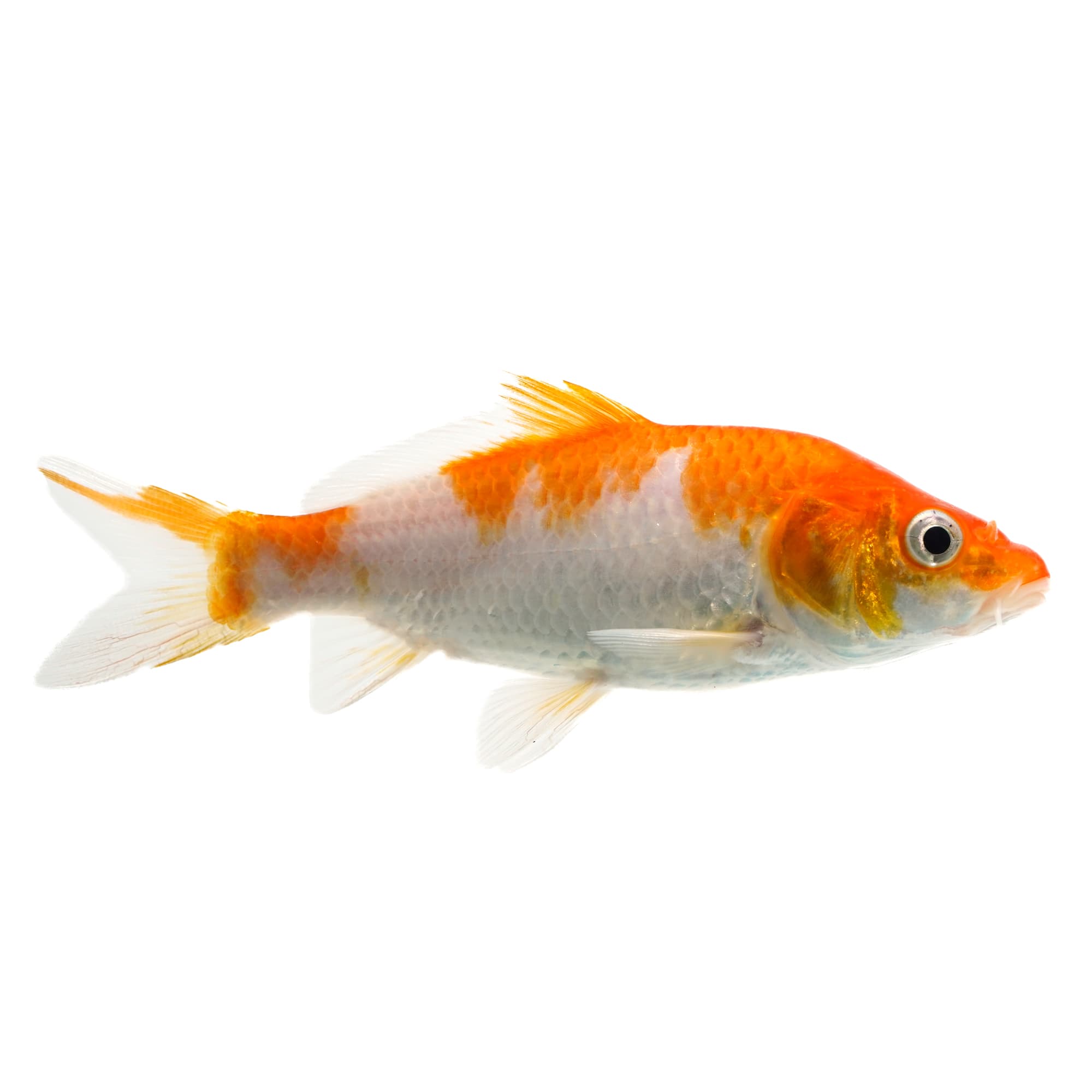 Petco 2025 koi fish