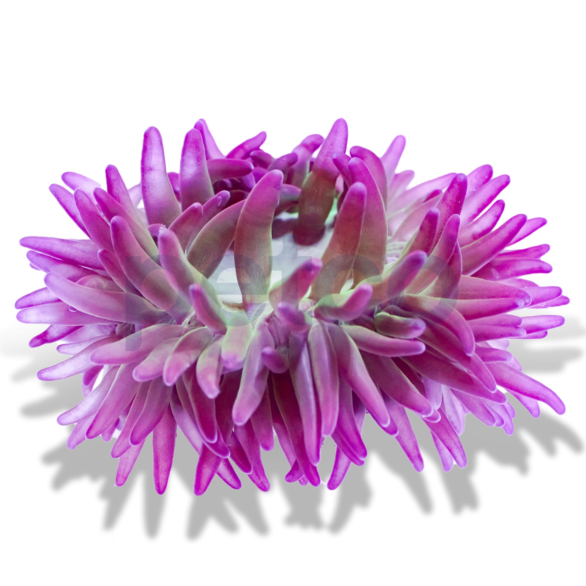 Green Bulb Anemone (Entacmaea quadricolor) | Fresh N Marine