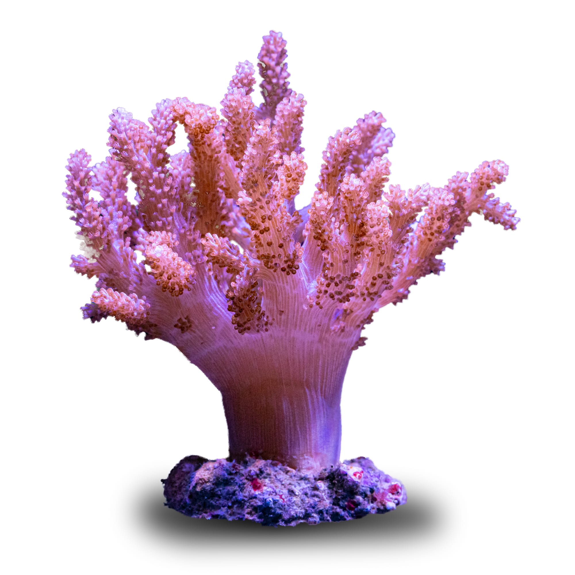kenya tree coral growth rate