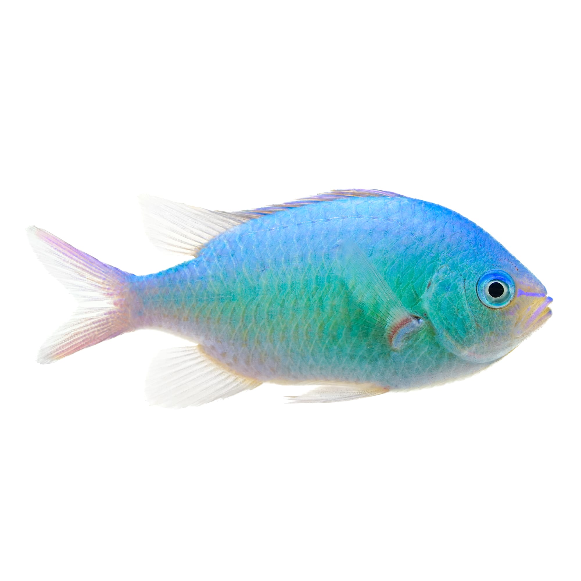 Blue green outlet chromis care