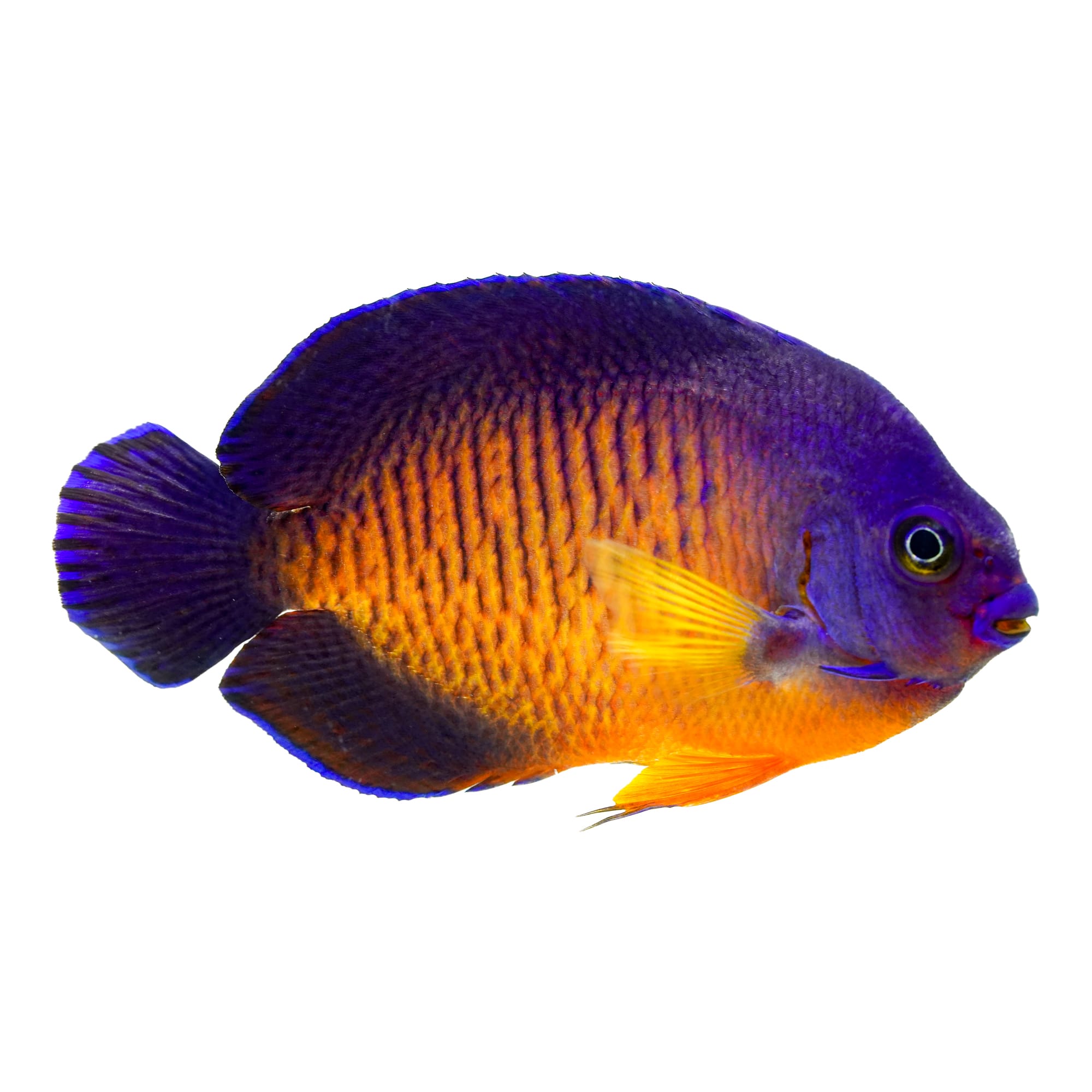 Coral Beauty Angelfish For Sale Small Petco