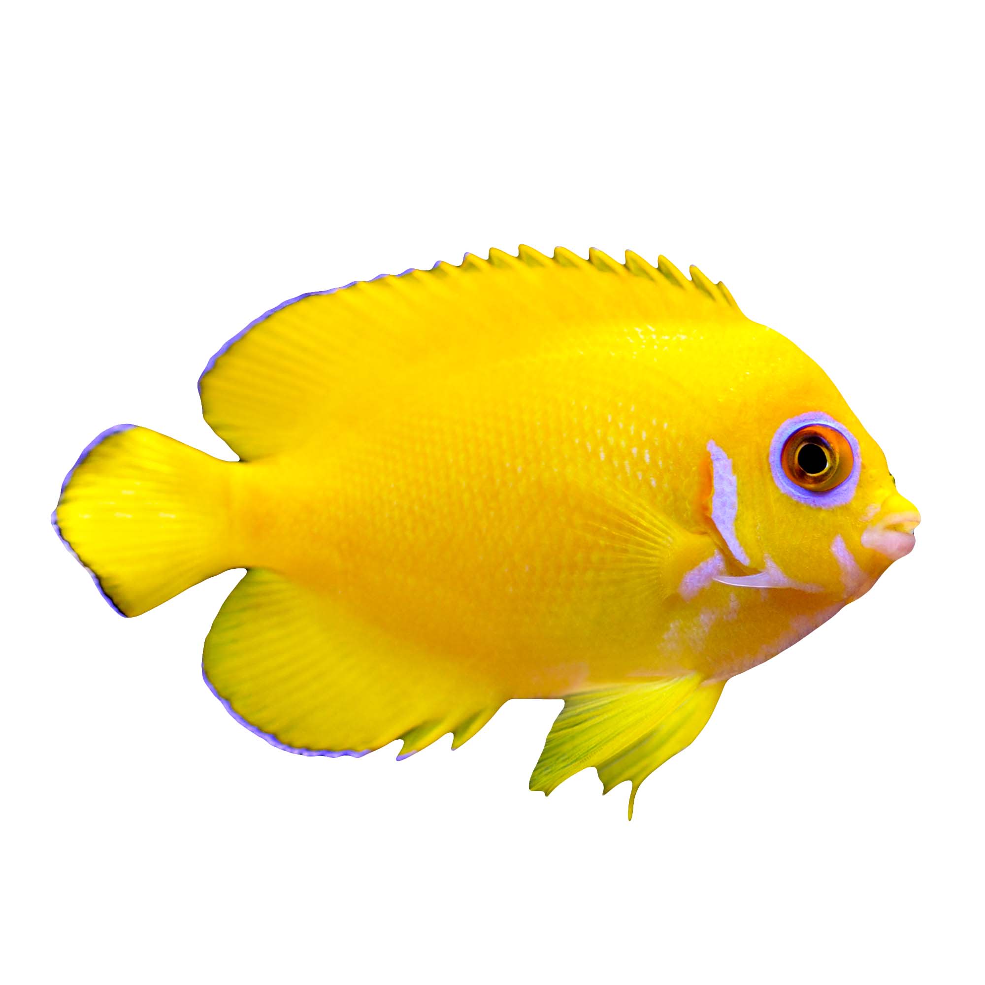 Yellow Angelfish (Centropyge Heraldi) Petco