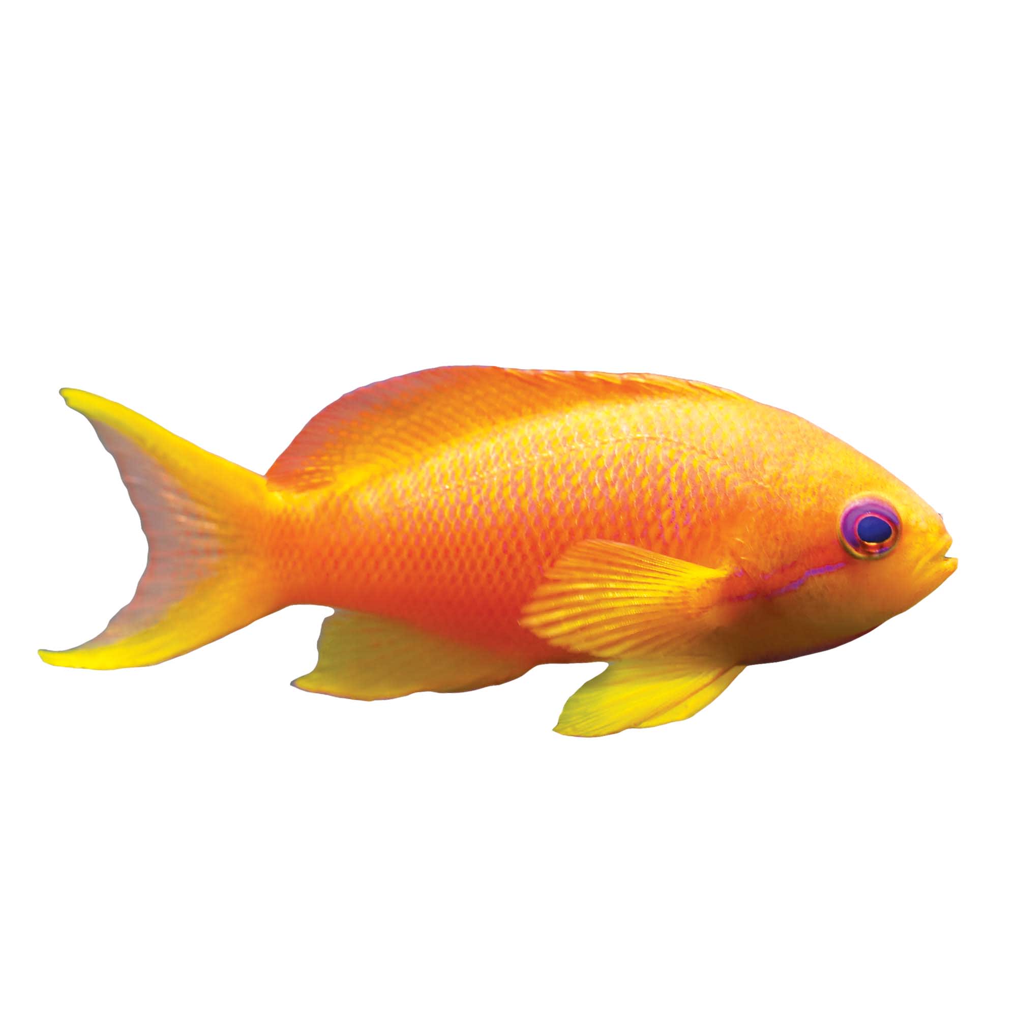 Anthias fish clearance care