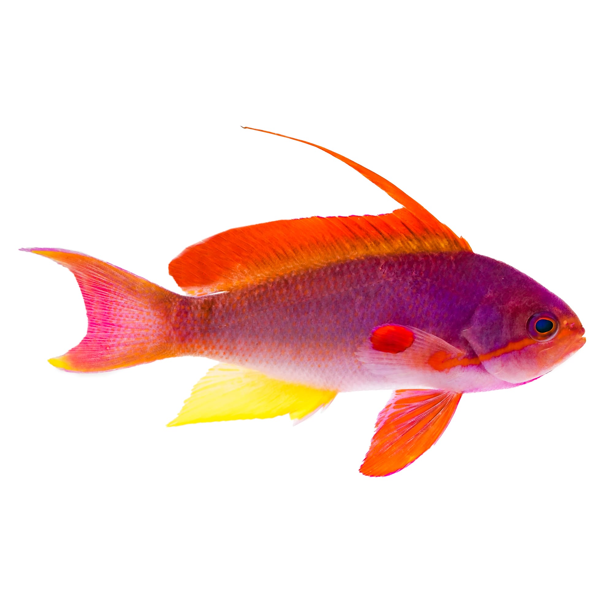 Red Lyretail Anthias For Sale - Male | Petco