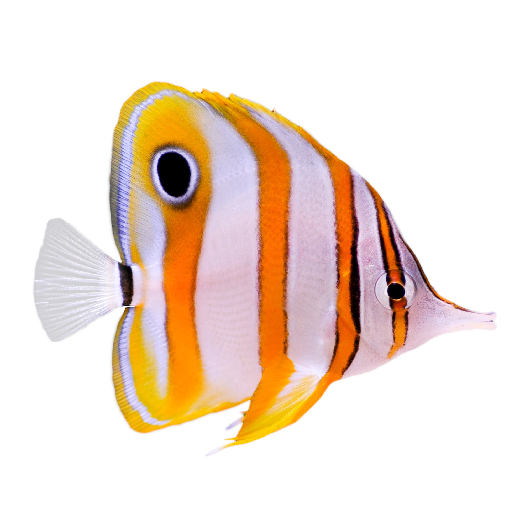 Petco with saltwater fish best sale near me