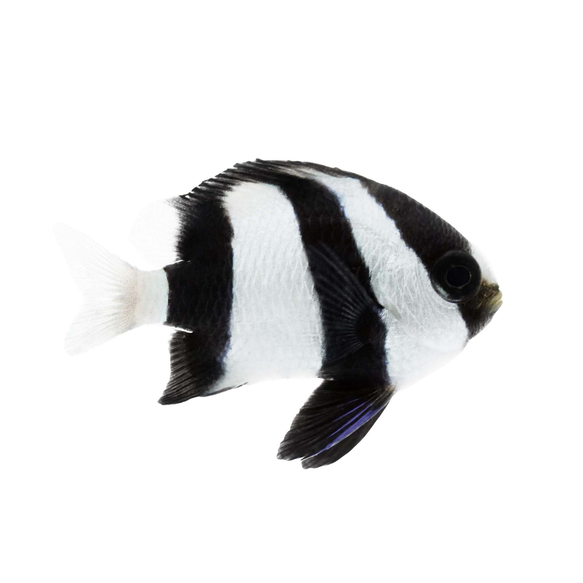 Three Stripe Damsel Fish for Beginners & Reef Aquariums