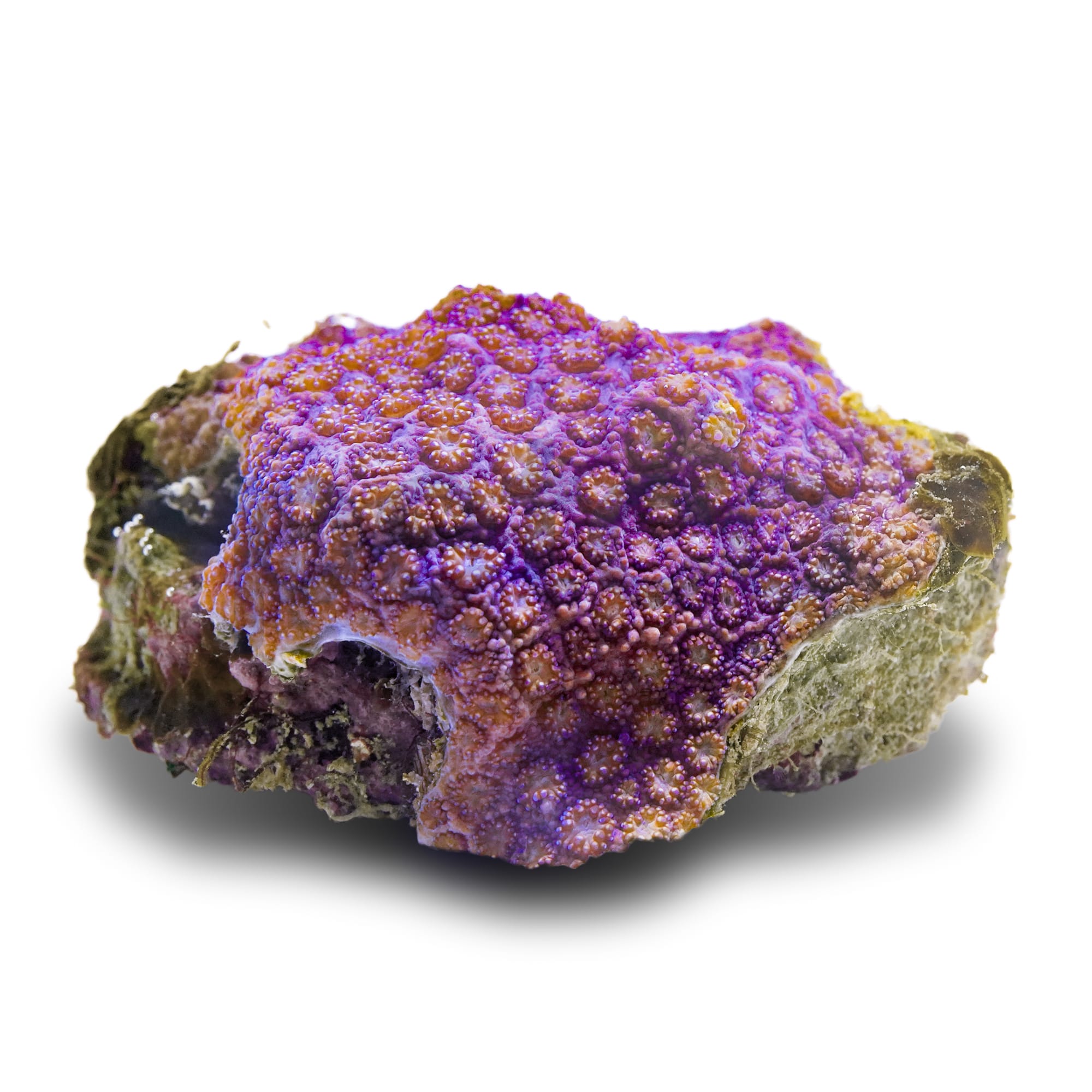 Super Purple Flower Pot Coral Vibrant & Easy Care