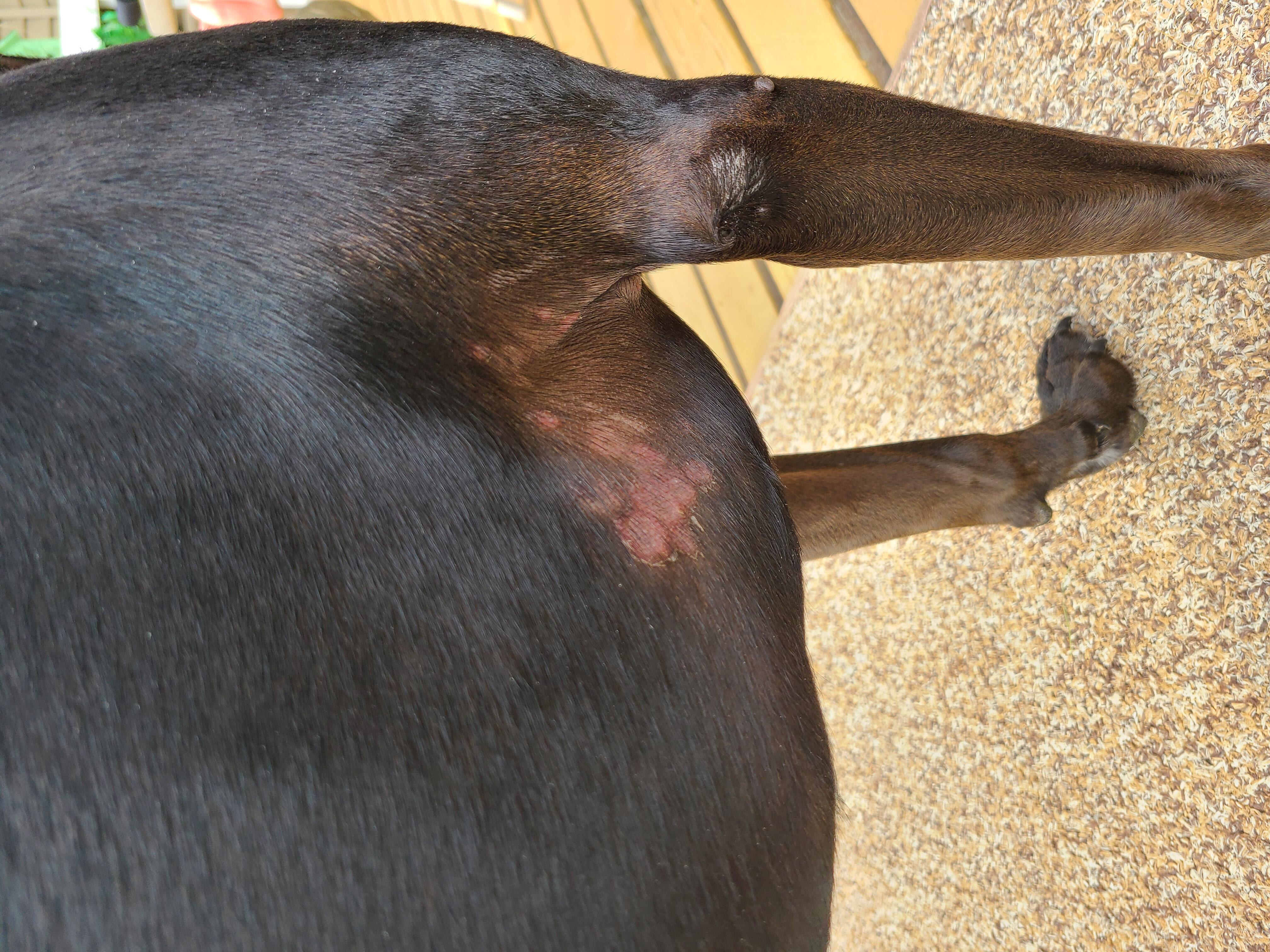 What's that raised, scaly rash on your dog's side, arm, tail? | Petco