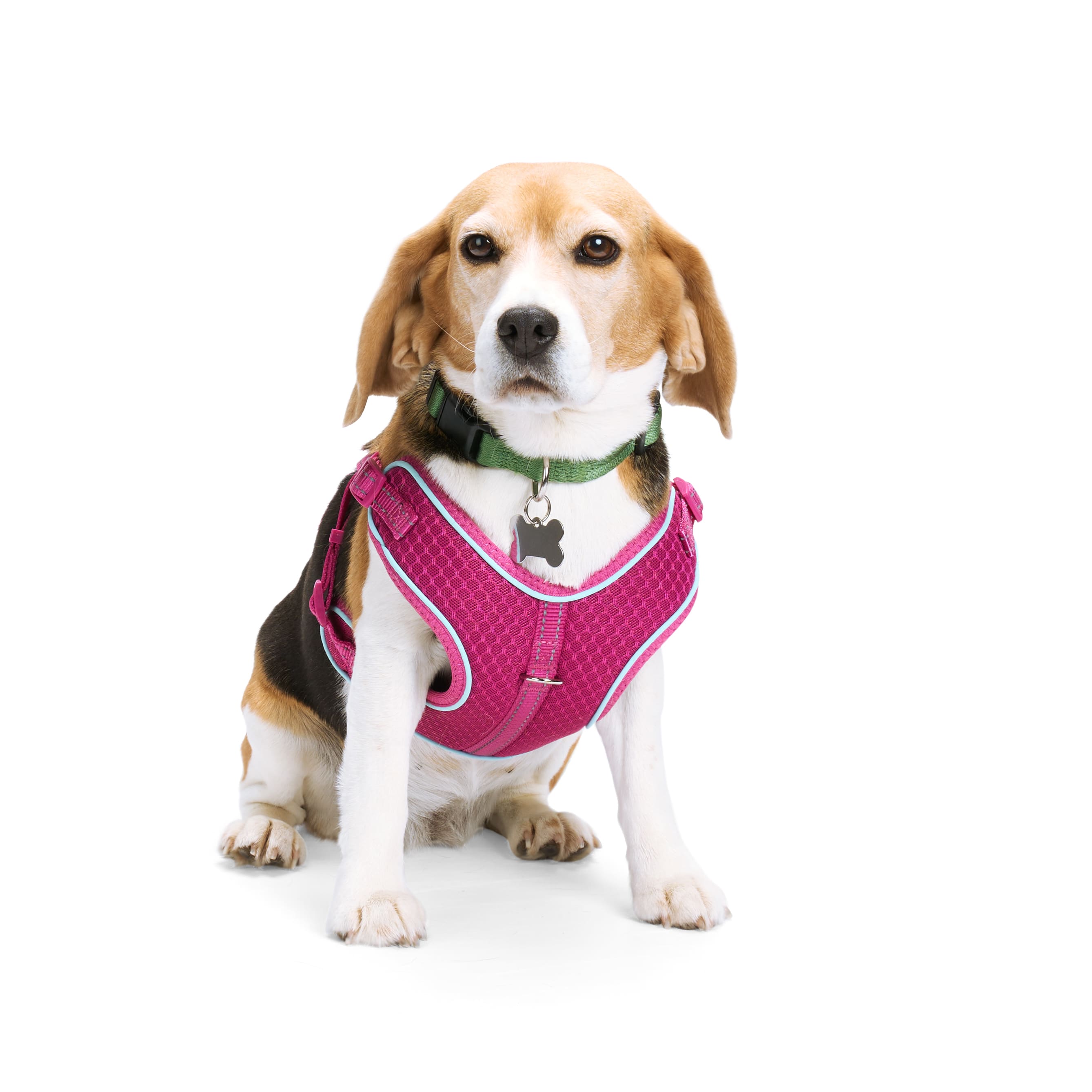 How To Put On A Dog Harness: Step-By-Step Directions From An