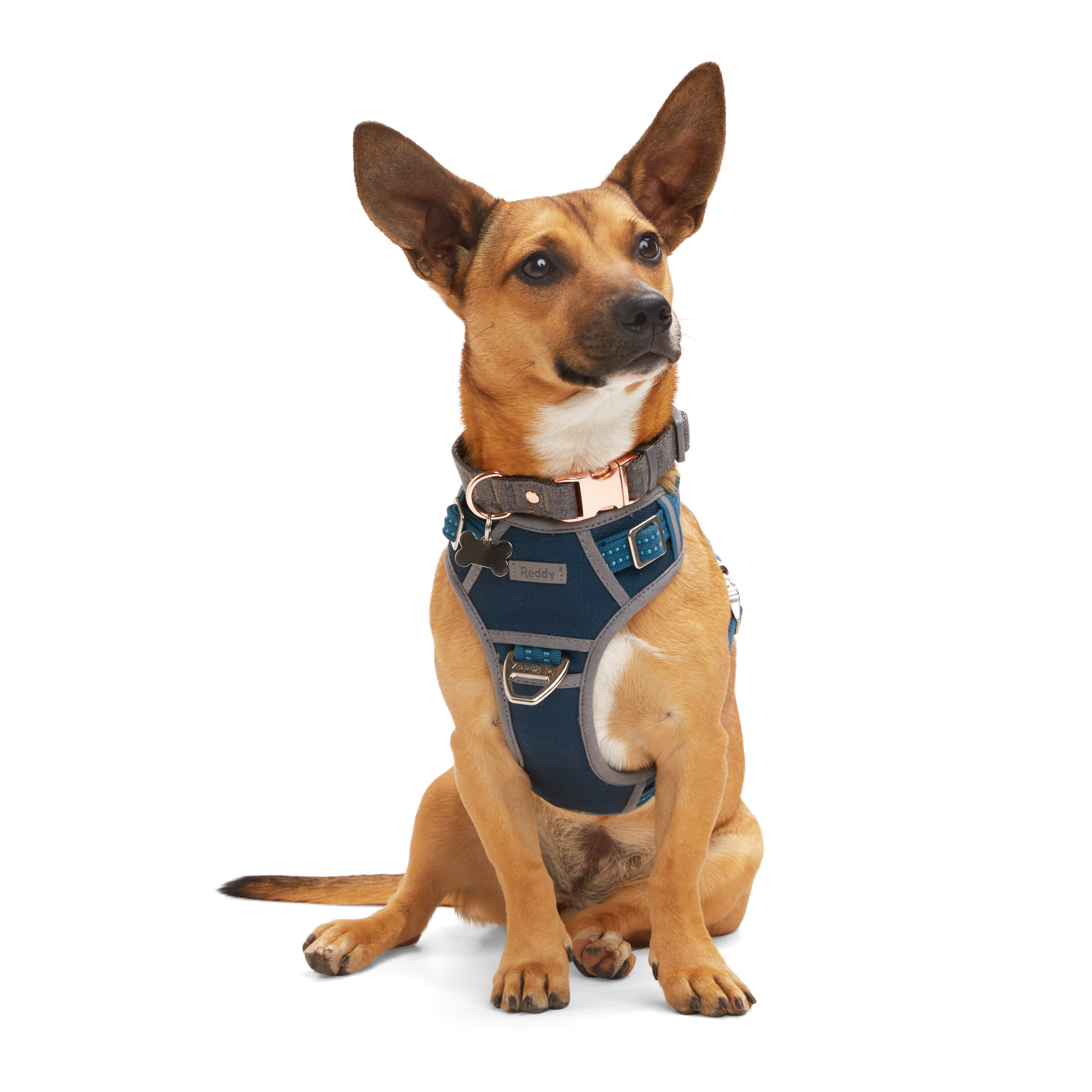 Reddy Canvas Dog Harness Navy Medium Petco