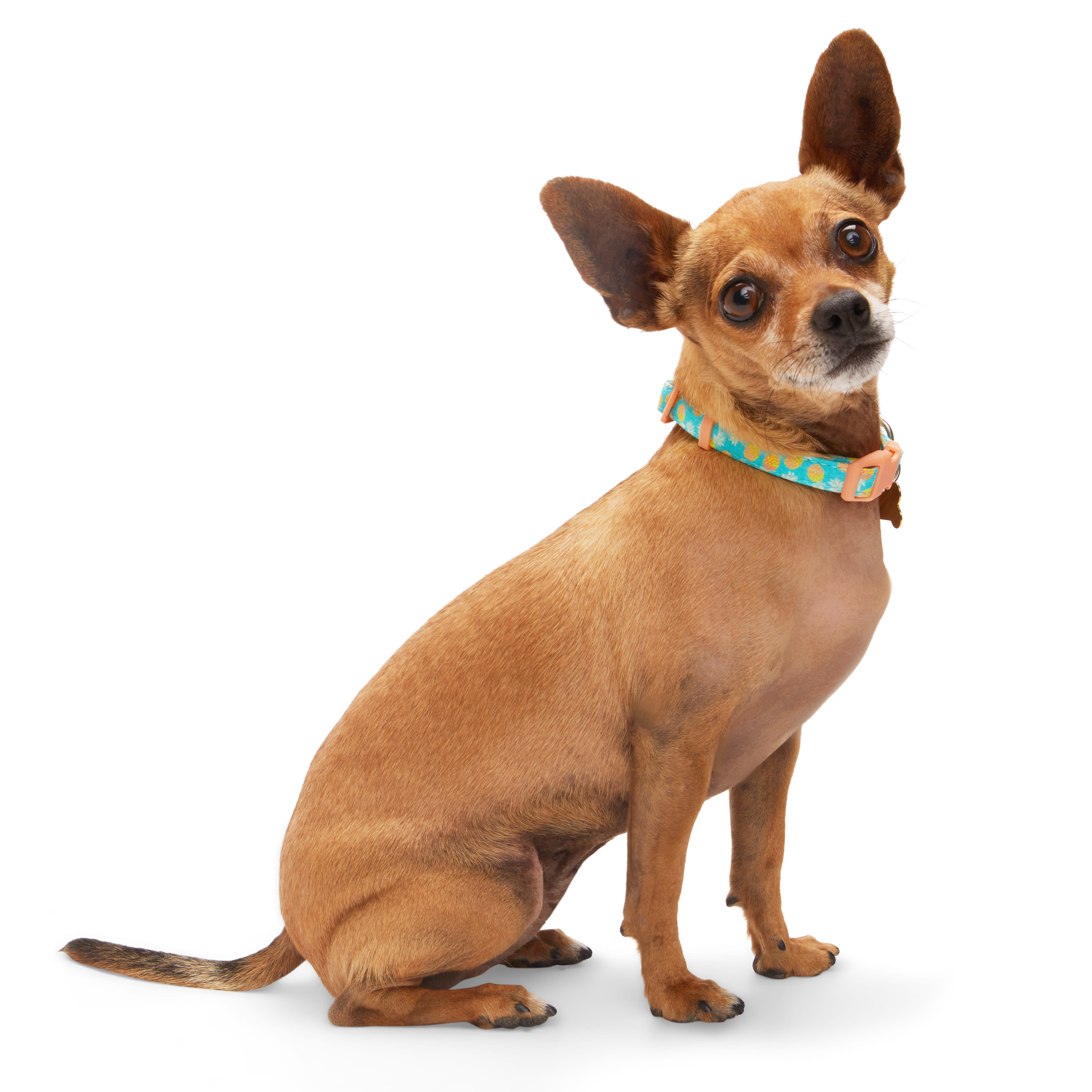 YOULY Pineapple Small Dog Collar, XX-Small/X-Small | Petco