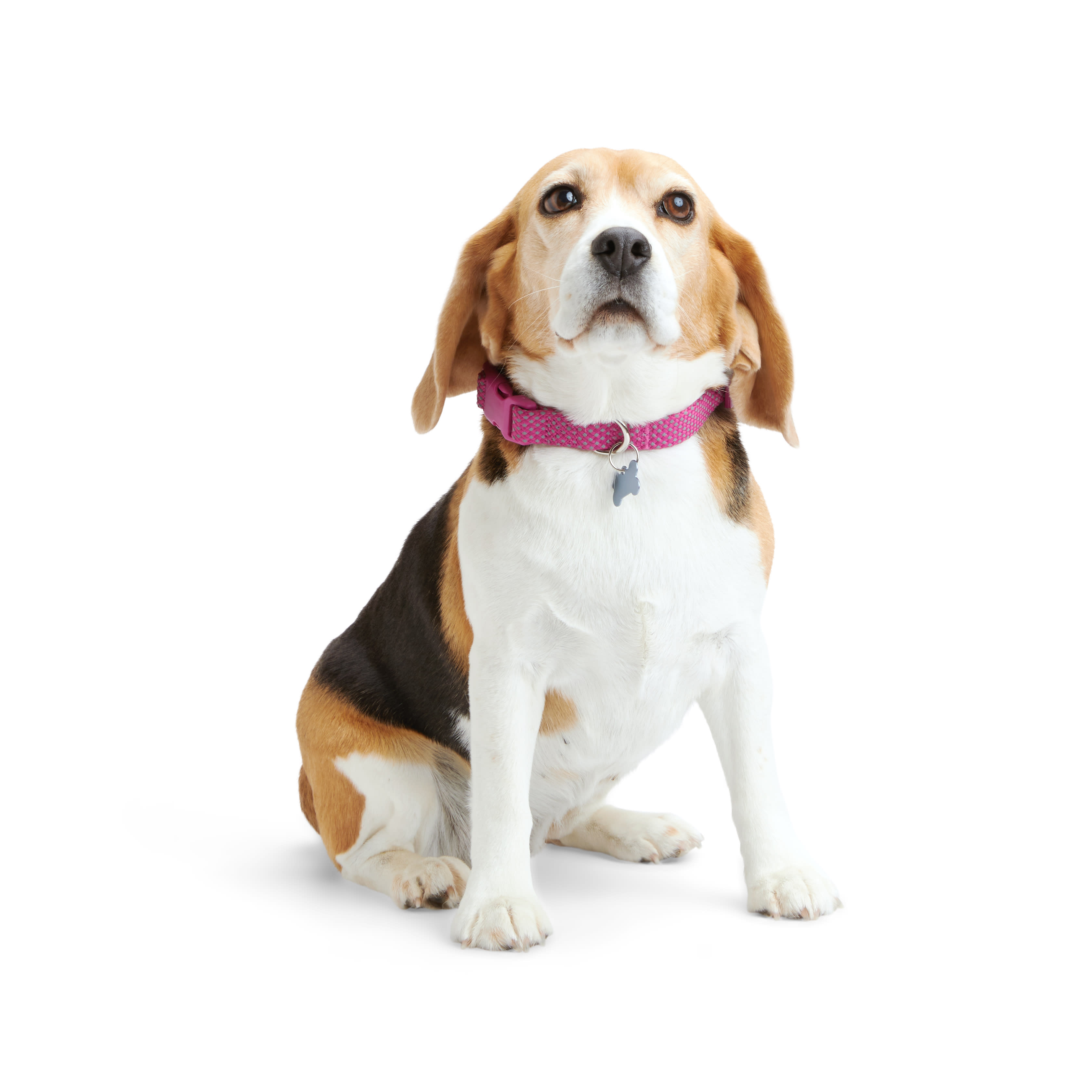 Sun-Glo Reflective Waterproof Dog Collars – The PetLink Store