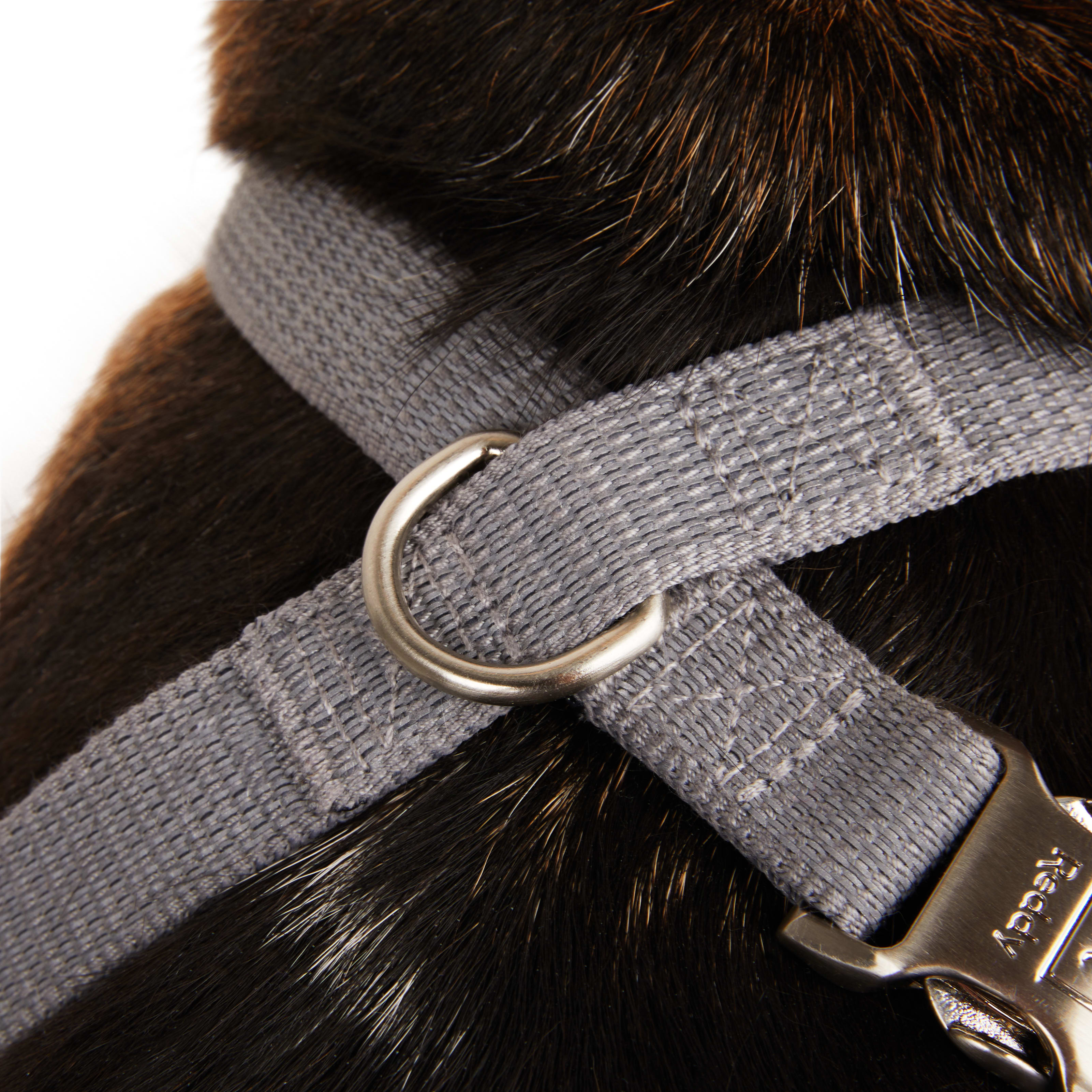 Wainwrights hotsell dog harness