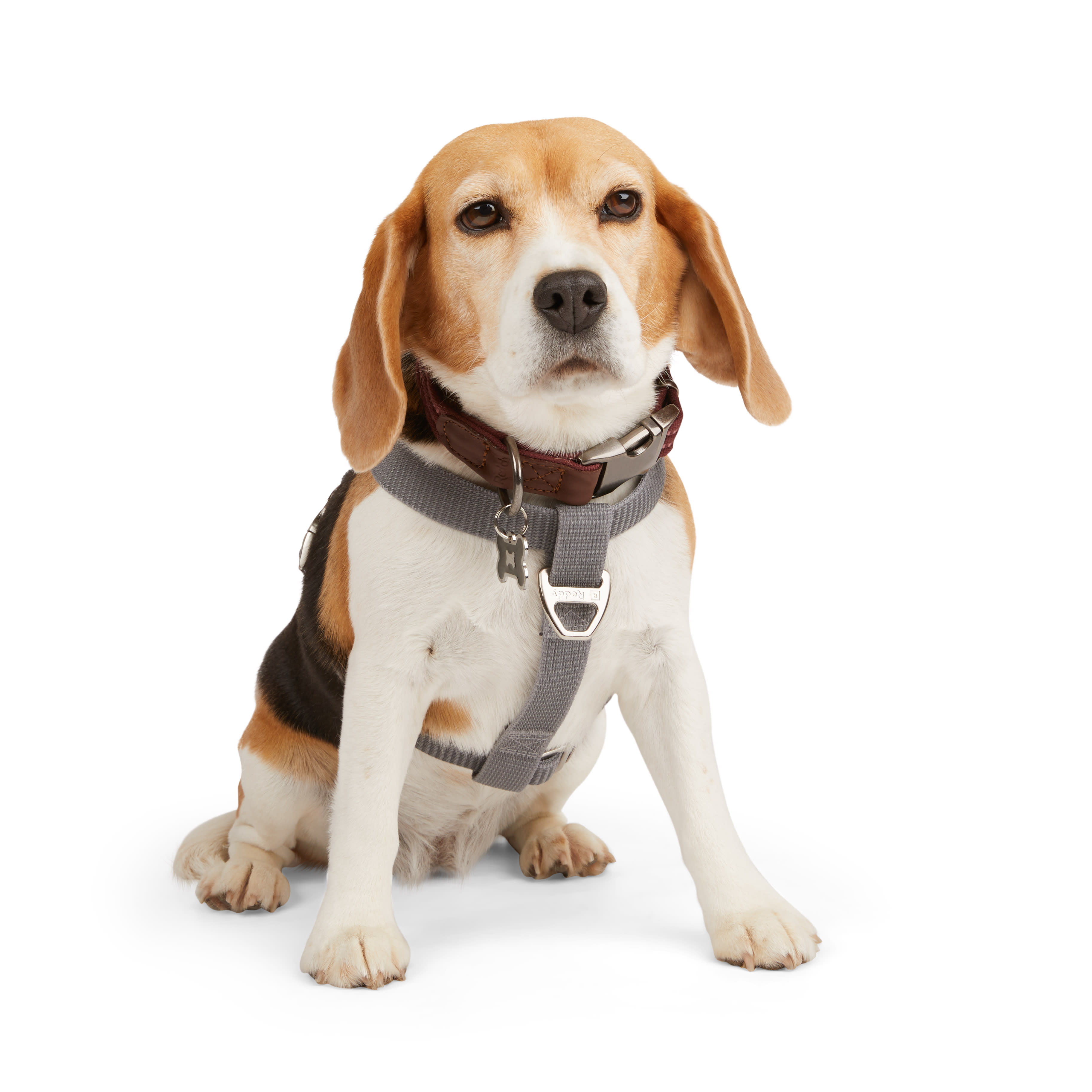 Reddy Grey Reflective Dog Harness, X-Large/XX-Large | Petco