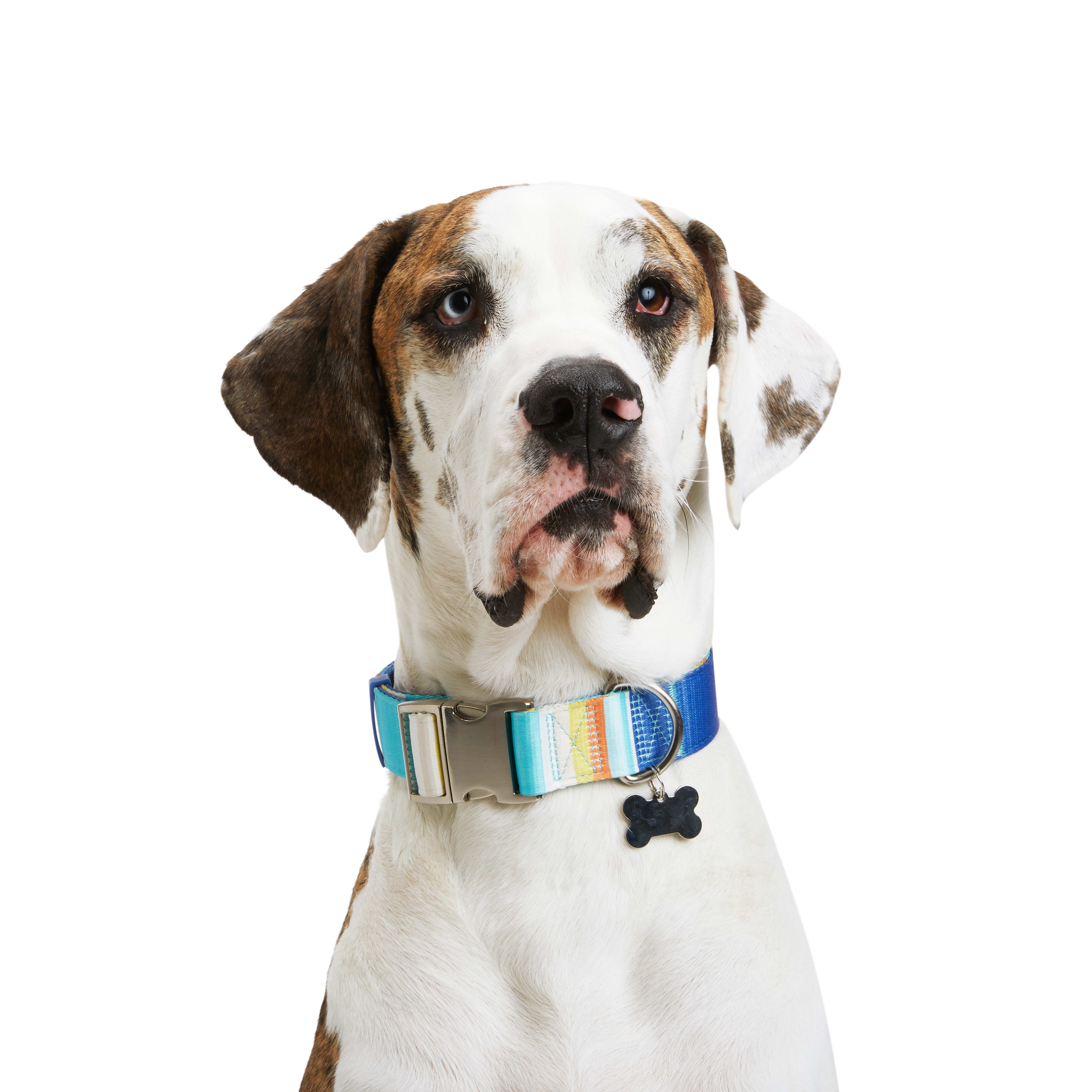 Martingale dog collar petco sale