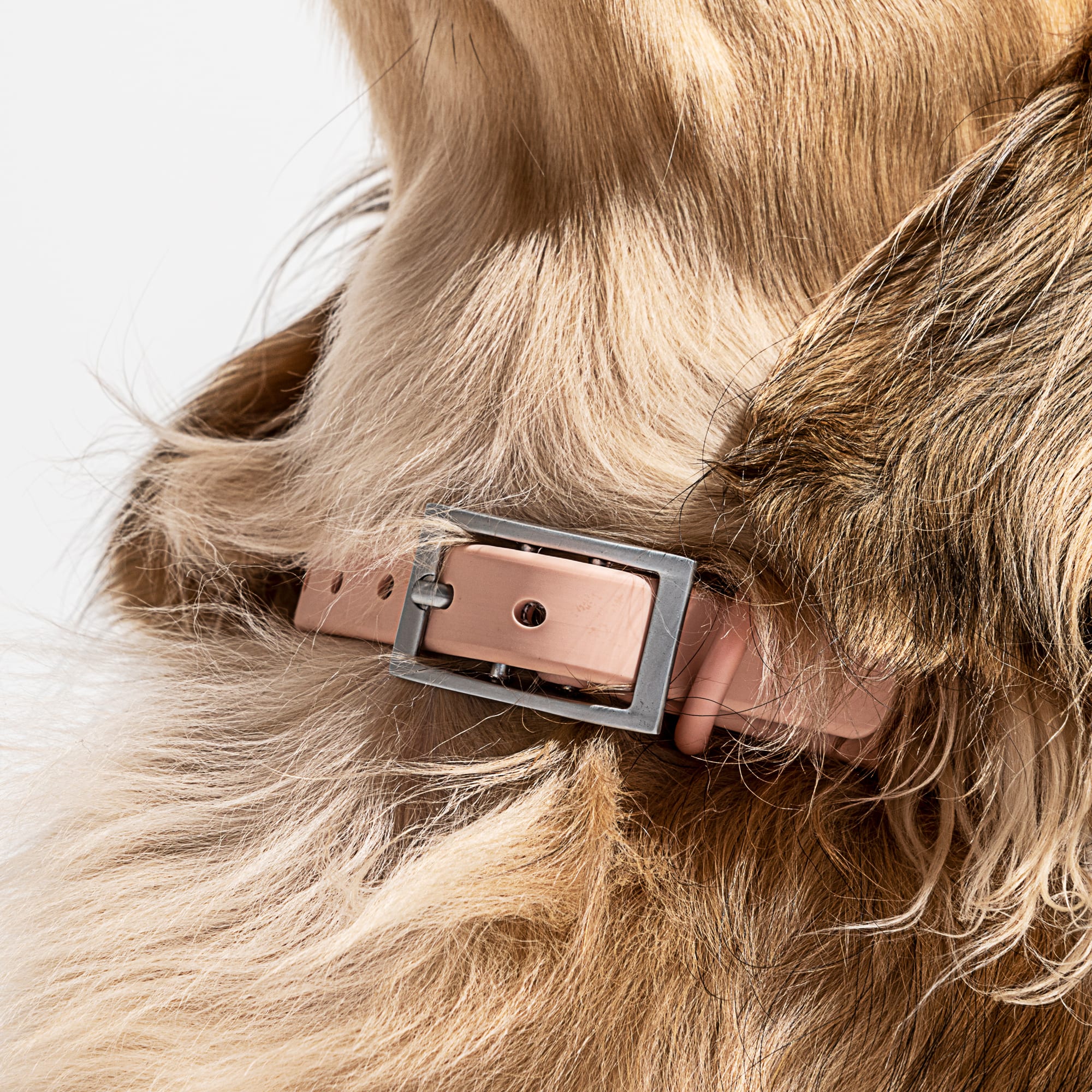 Fable Pets Signature Dog Collar, Blush, Small