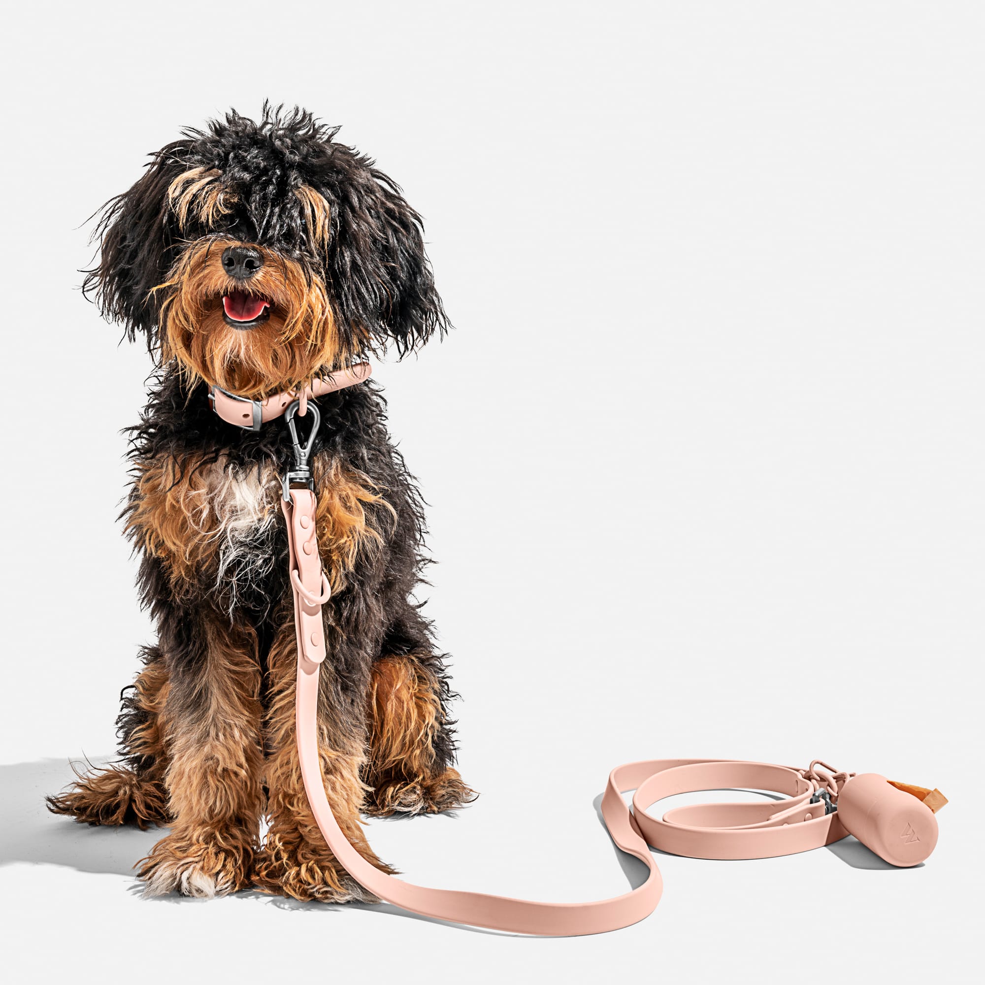 Wild one dog collar store