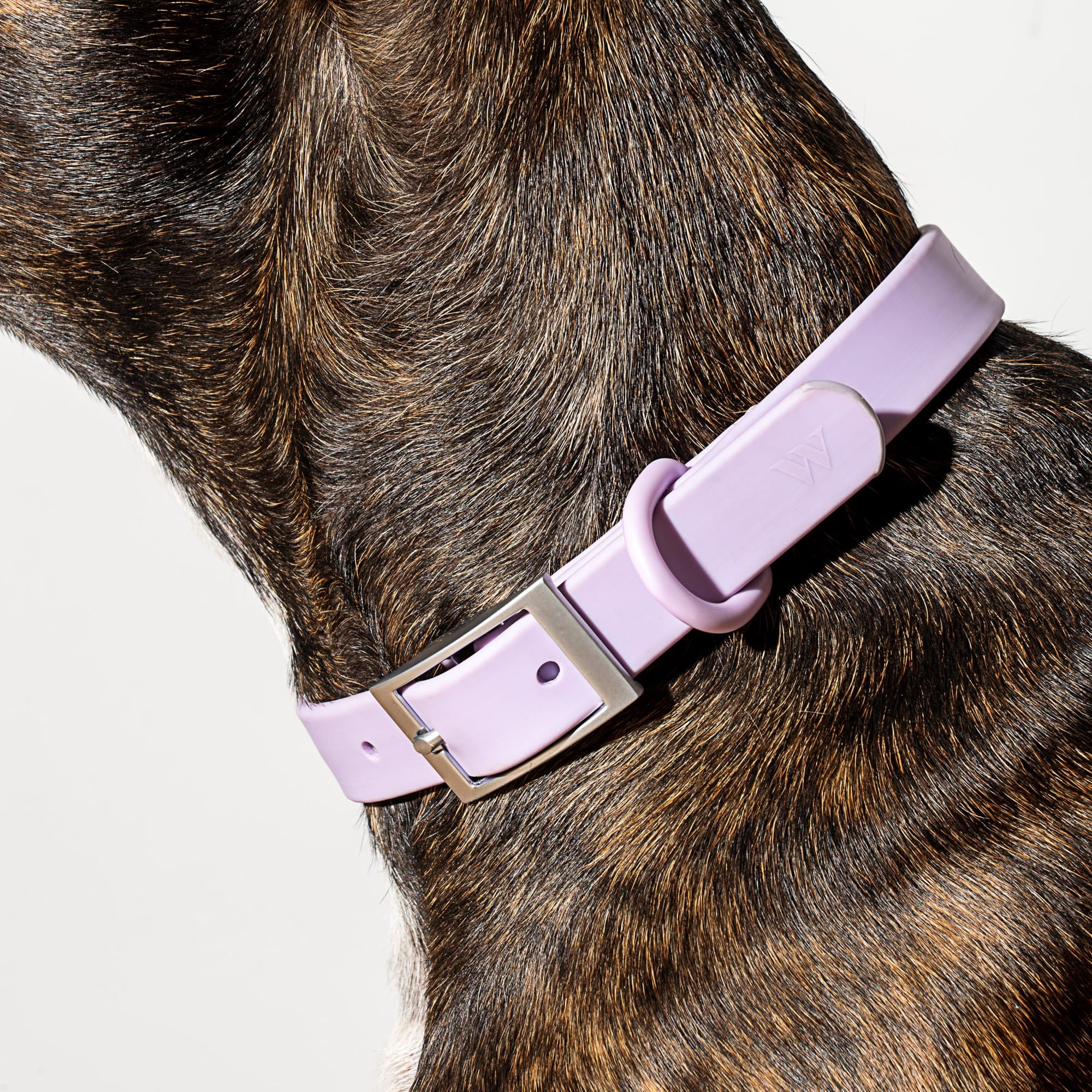 Purple dog collar and sales leash