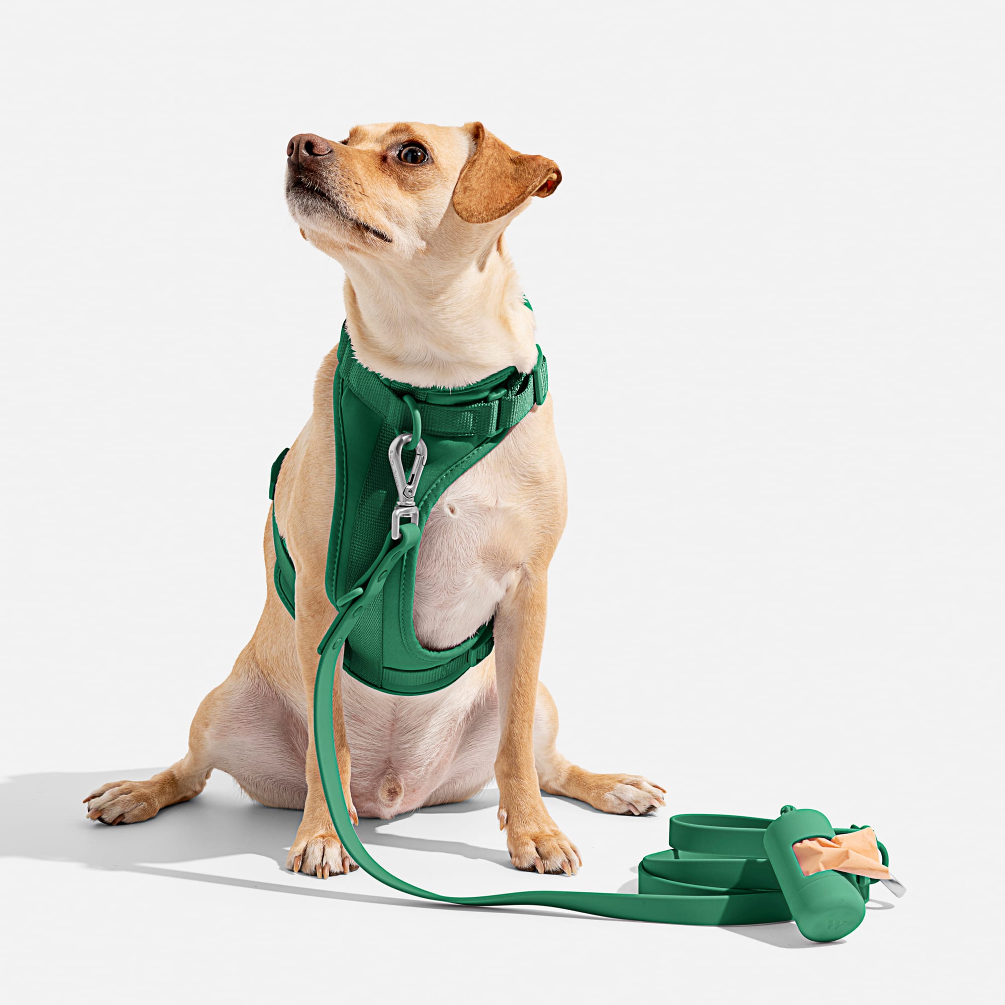 Wild One Spruce Dog Harness Medium Petco