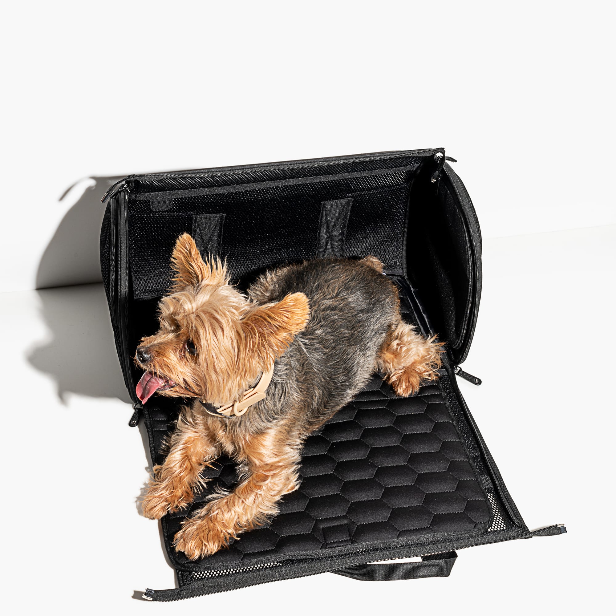 Wild one 2025 dog carrier