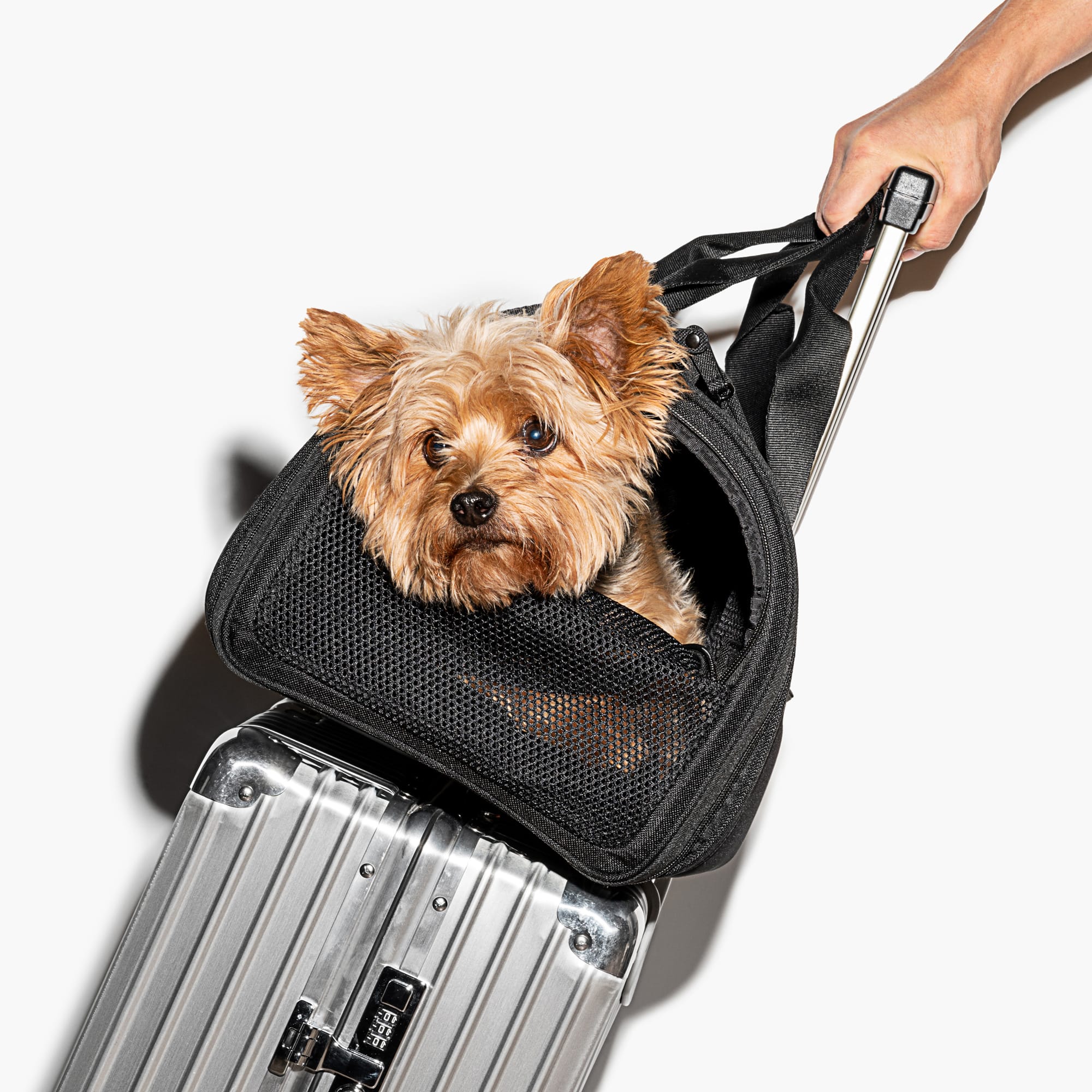 Wild One Black TSA Travel Carrier for Dogs Petco