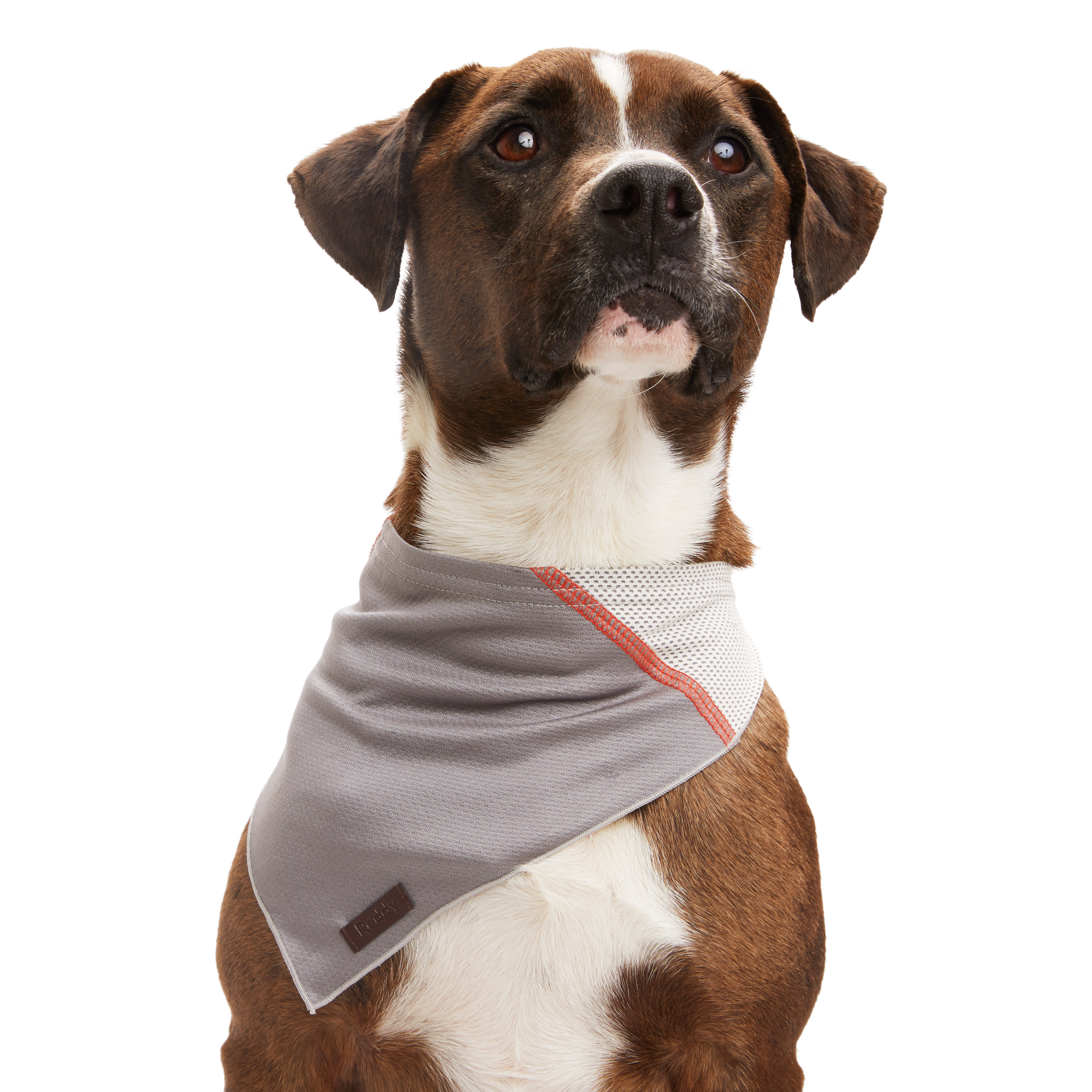 Grey dog outlet bandana