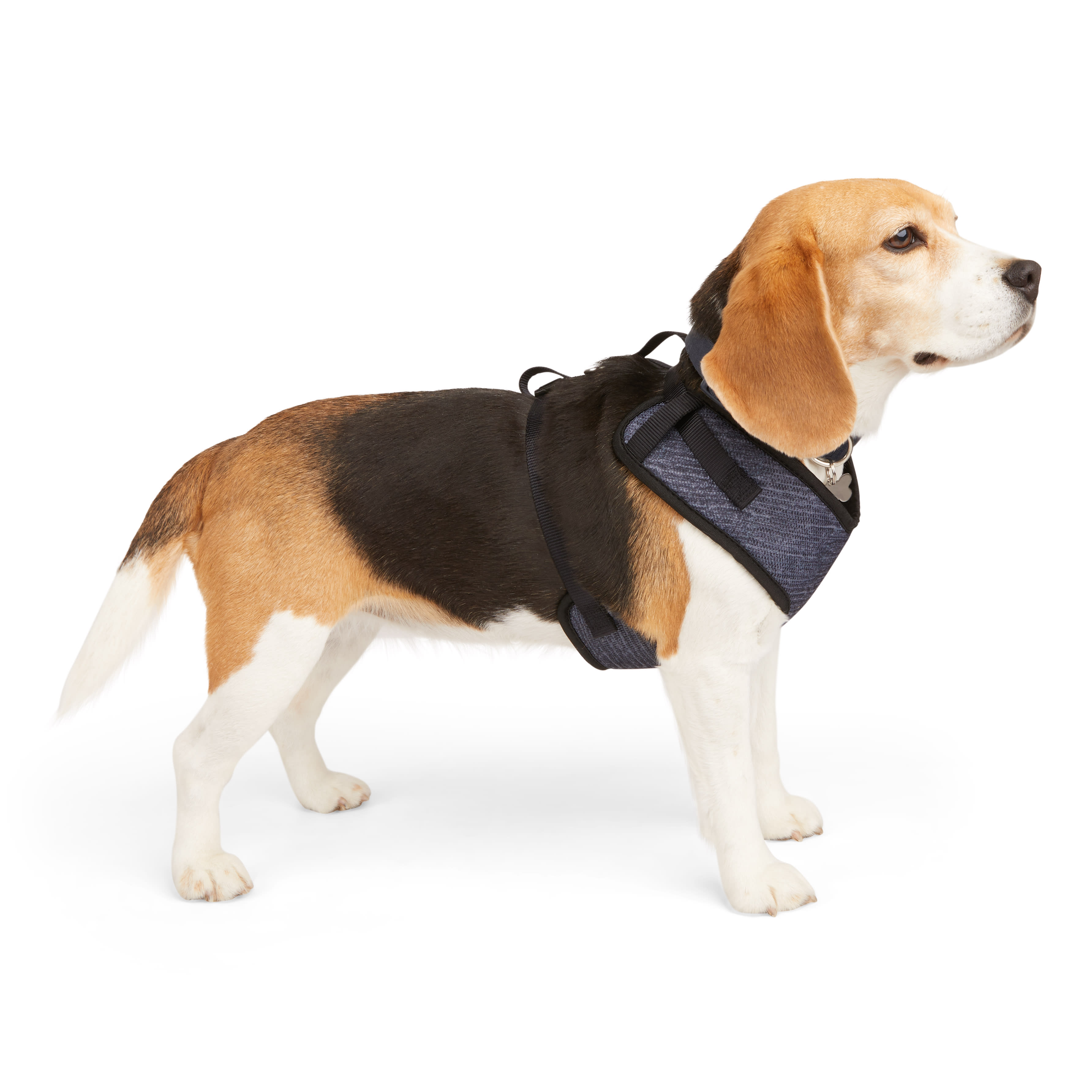 Petco brand hotsell dog harness