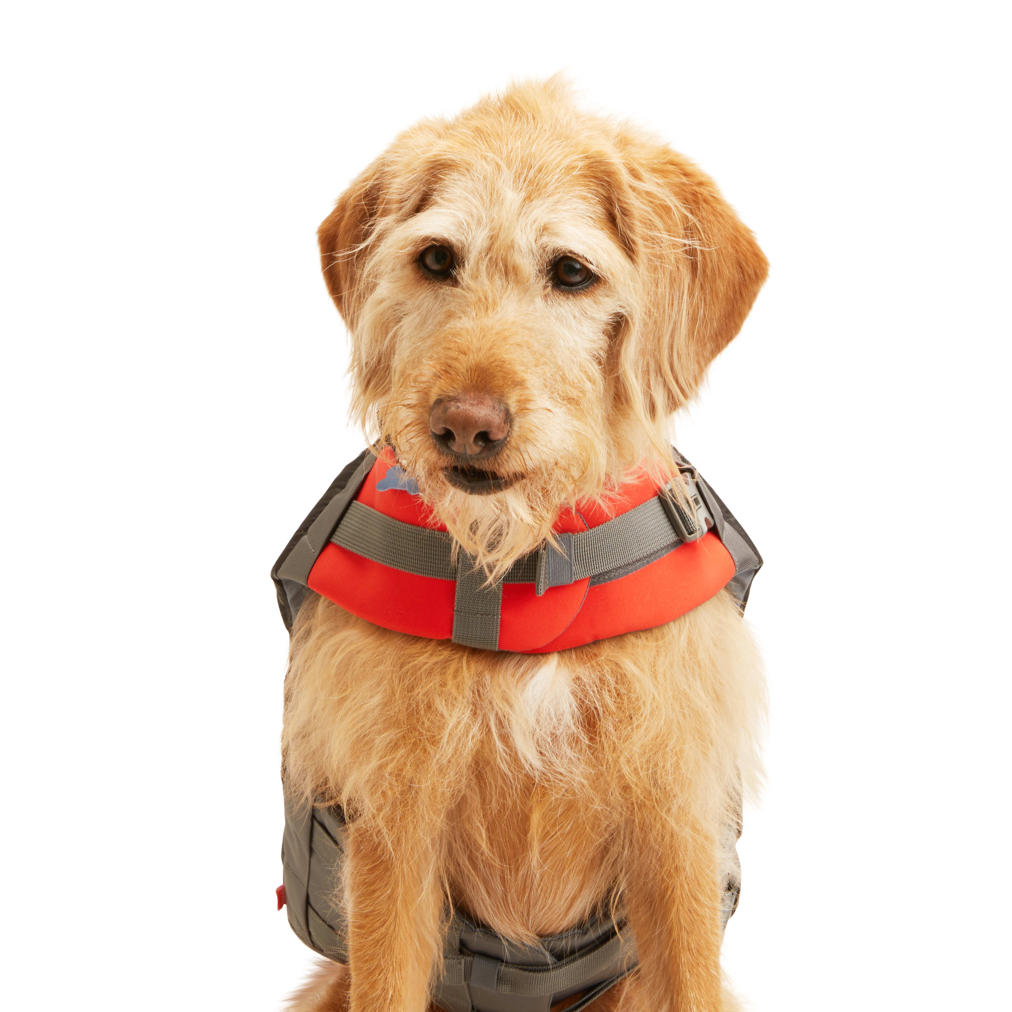 Petco dog best sale flotation vest