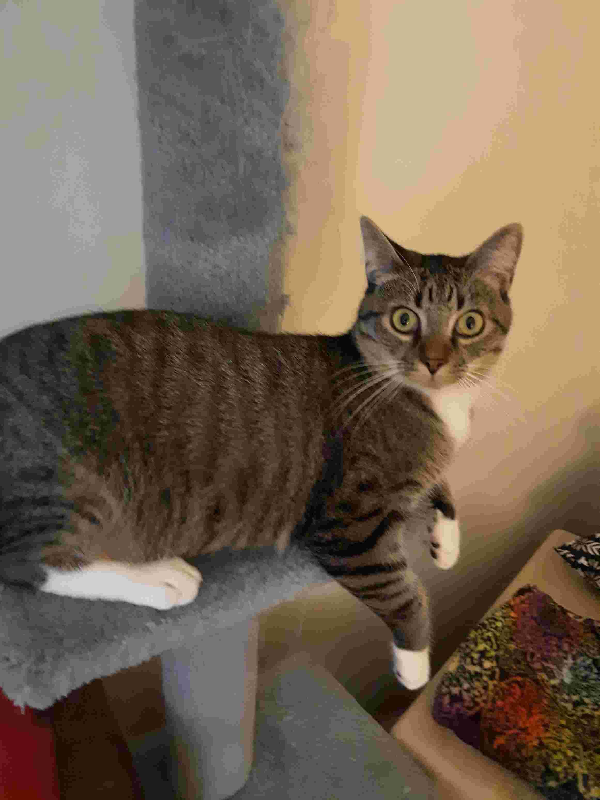 My cat won't take doxycycline. Can I crush it or use liquid? | Petco