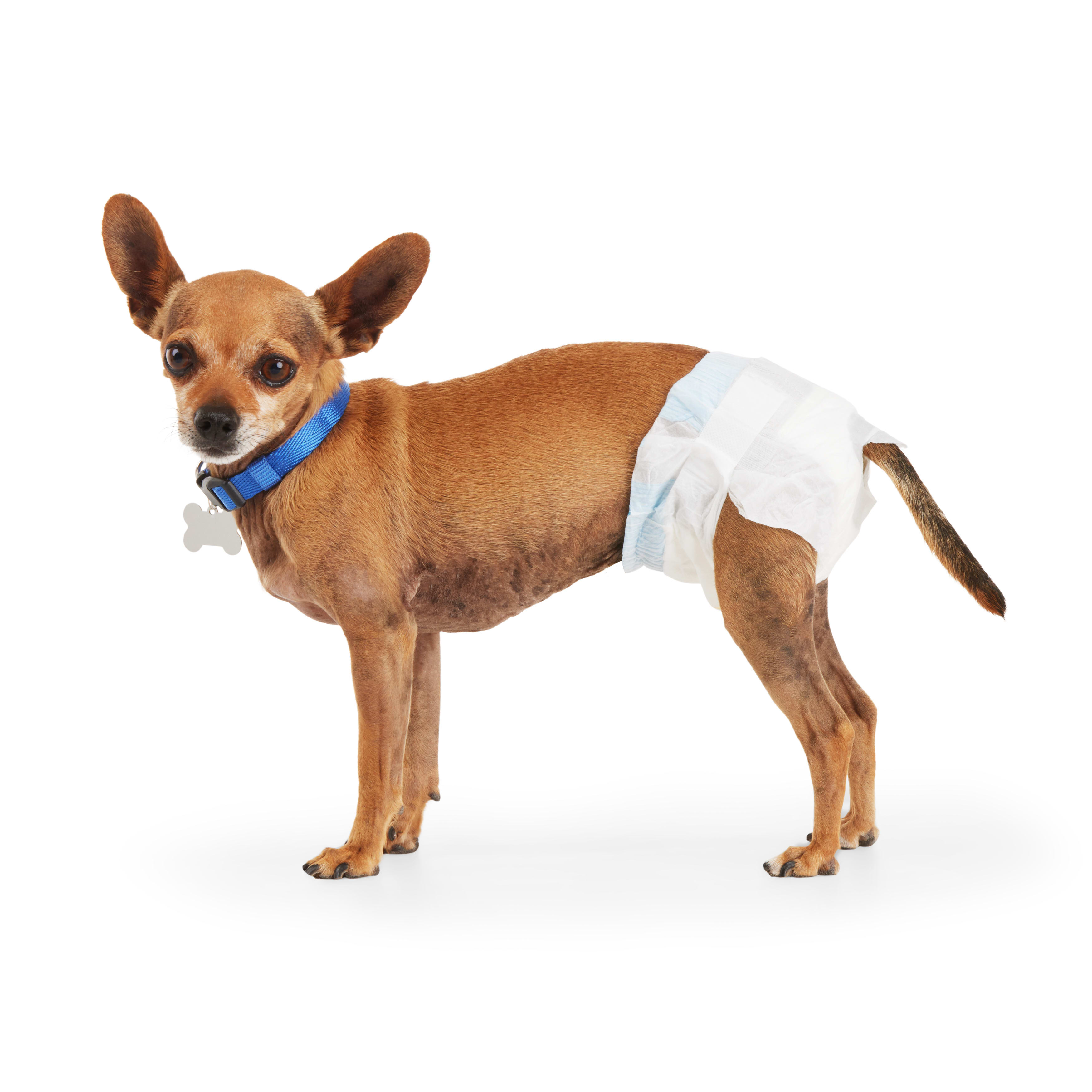 Dog diapers for clearance females in heat petco