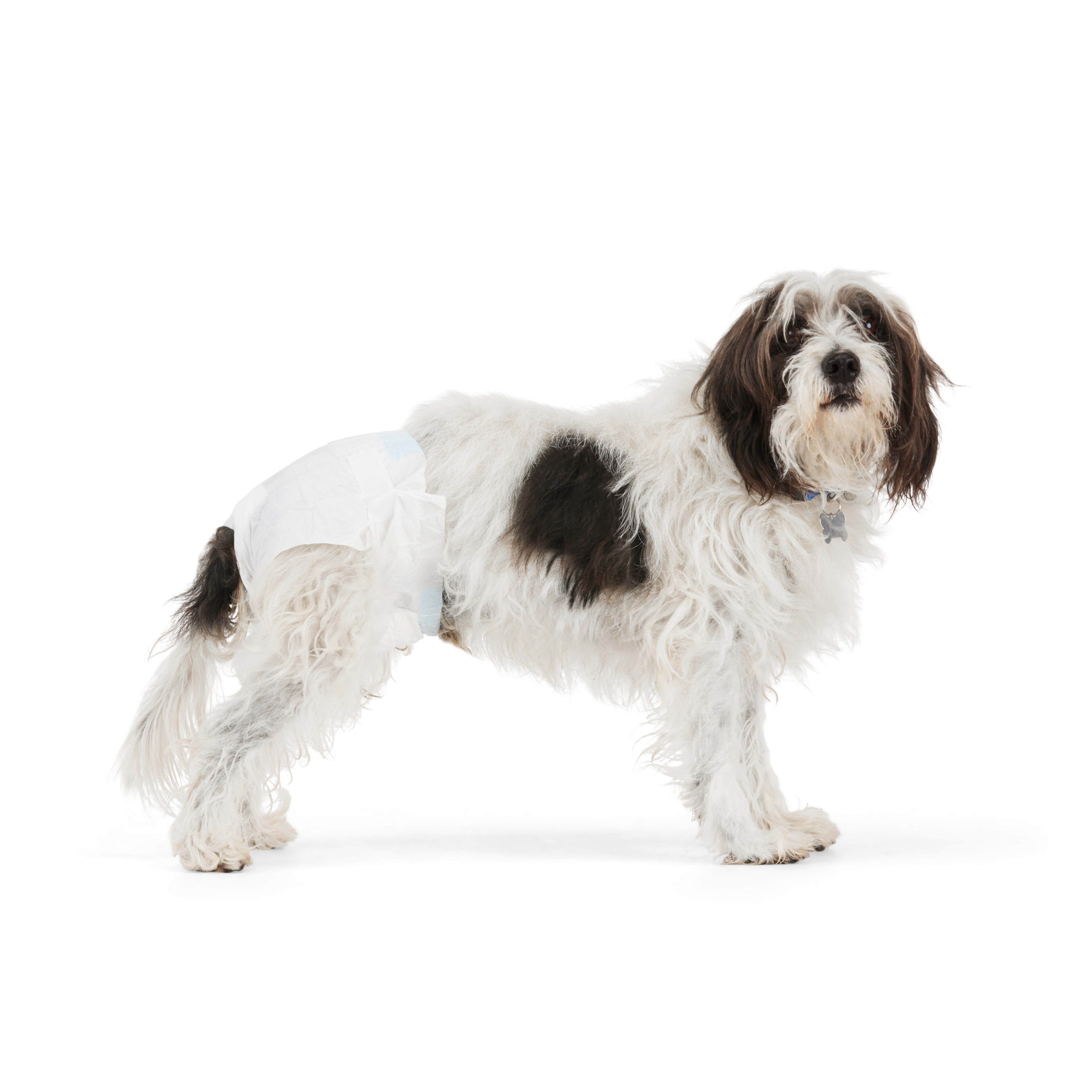 Puppy best sale diapers petco