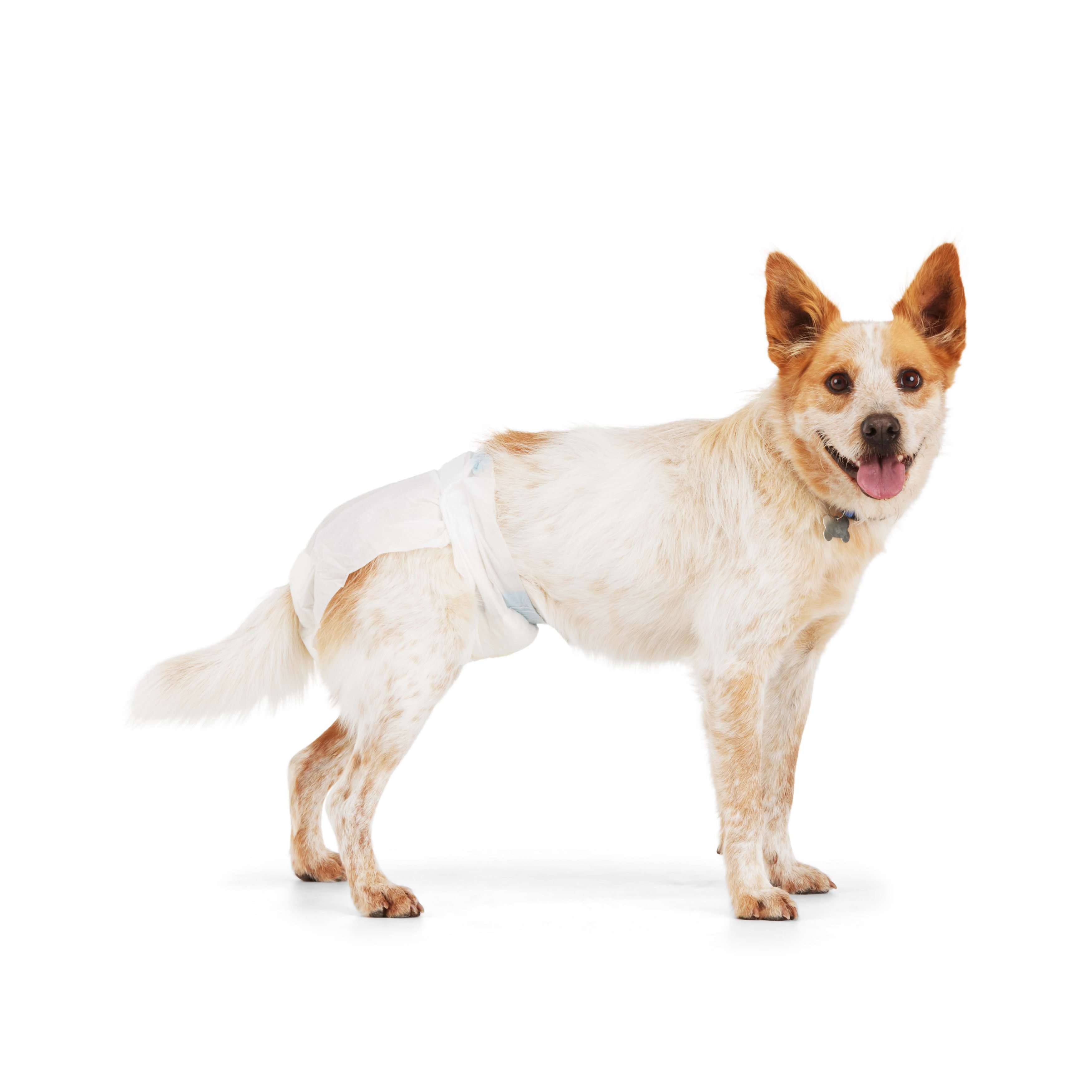 Dog diapers for outlet females in heat petco