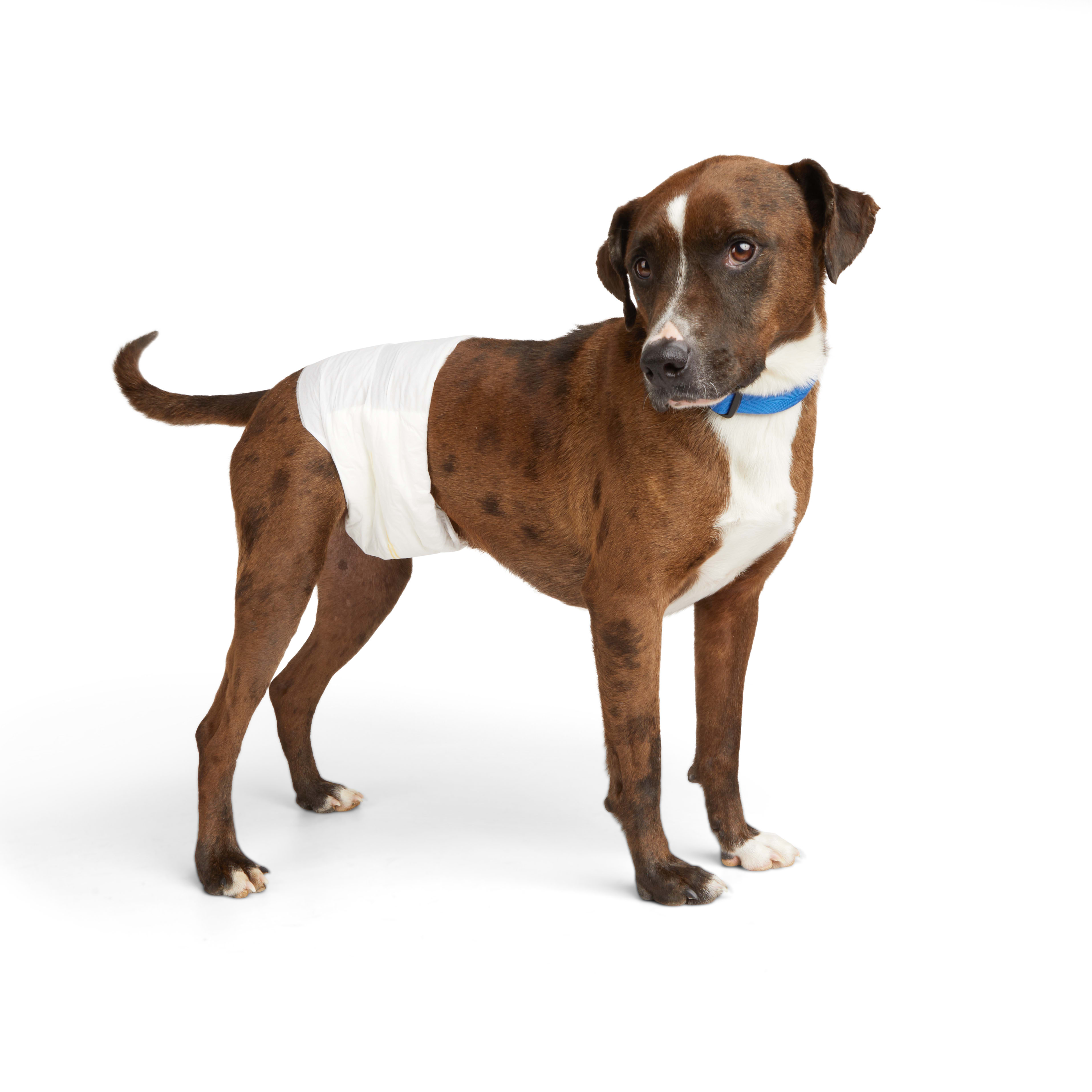 Dog diapers for outlet females in heat petco