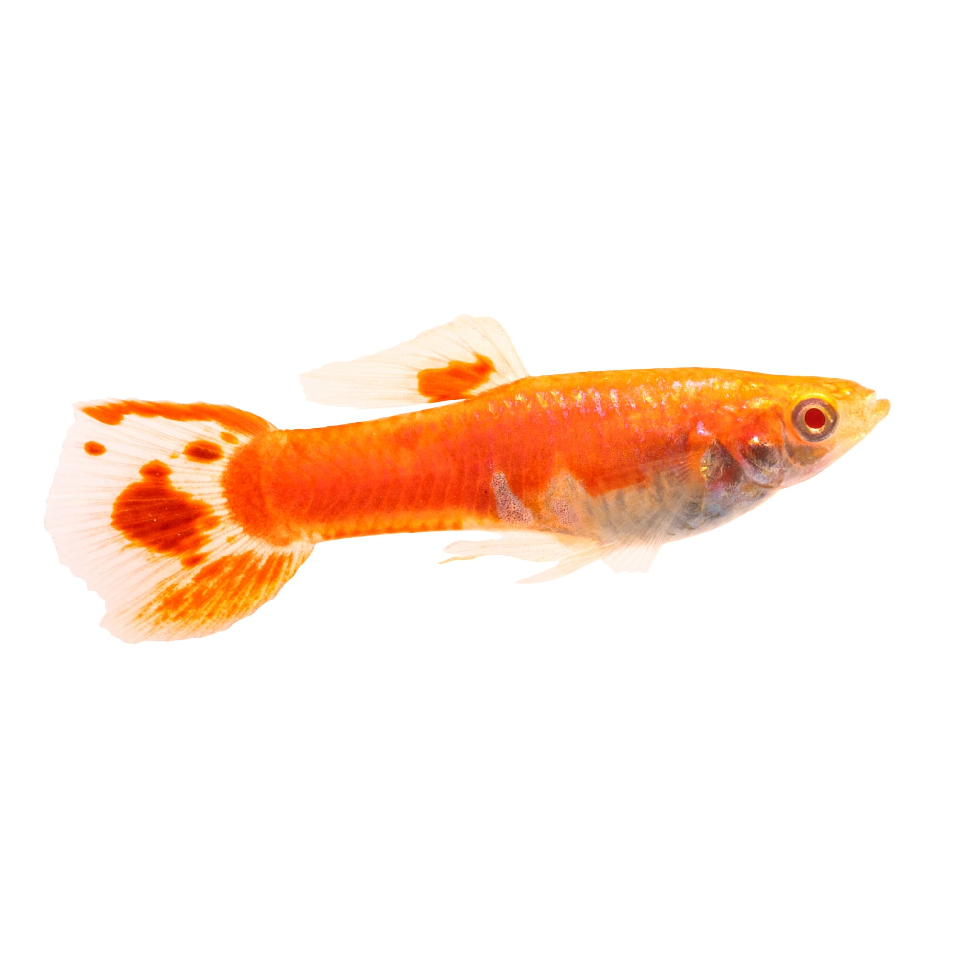 Red Eye Orange Guppy For Sale - Male | Petco