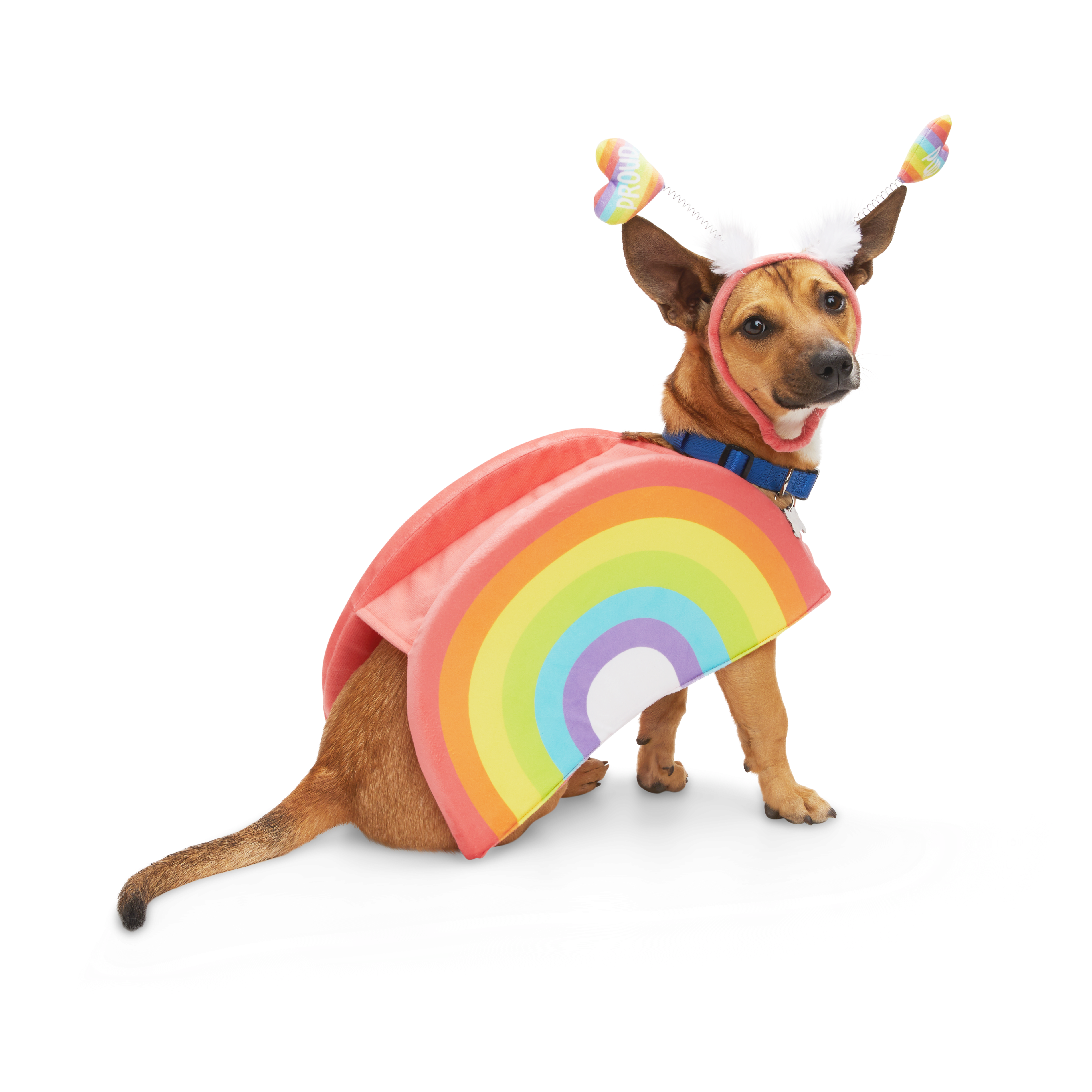 Pride 2025 dog clothes