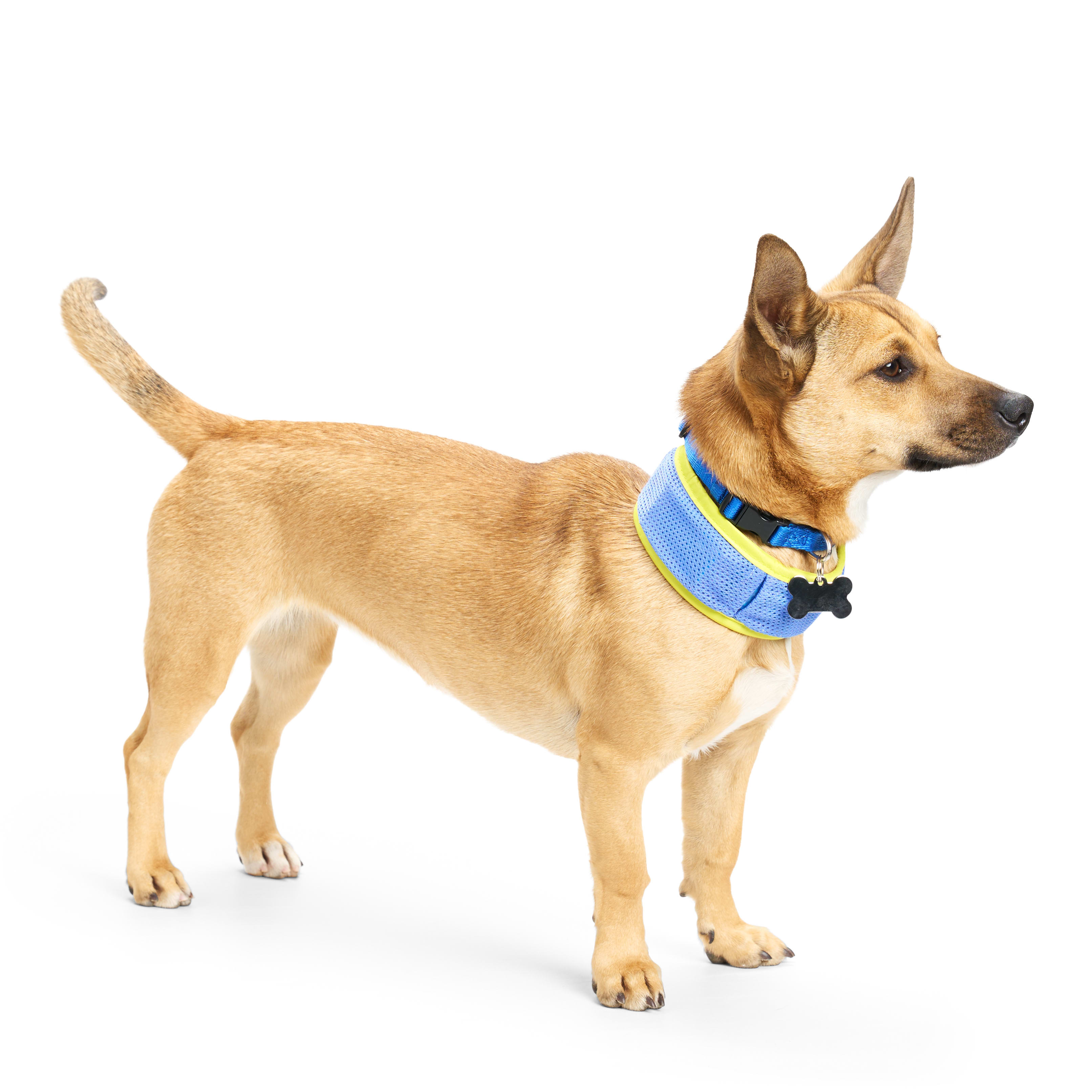 Pet 2025 cooling collar