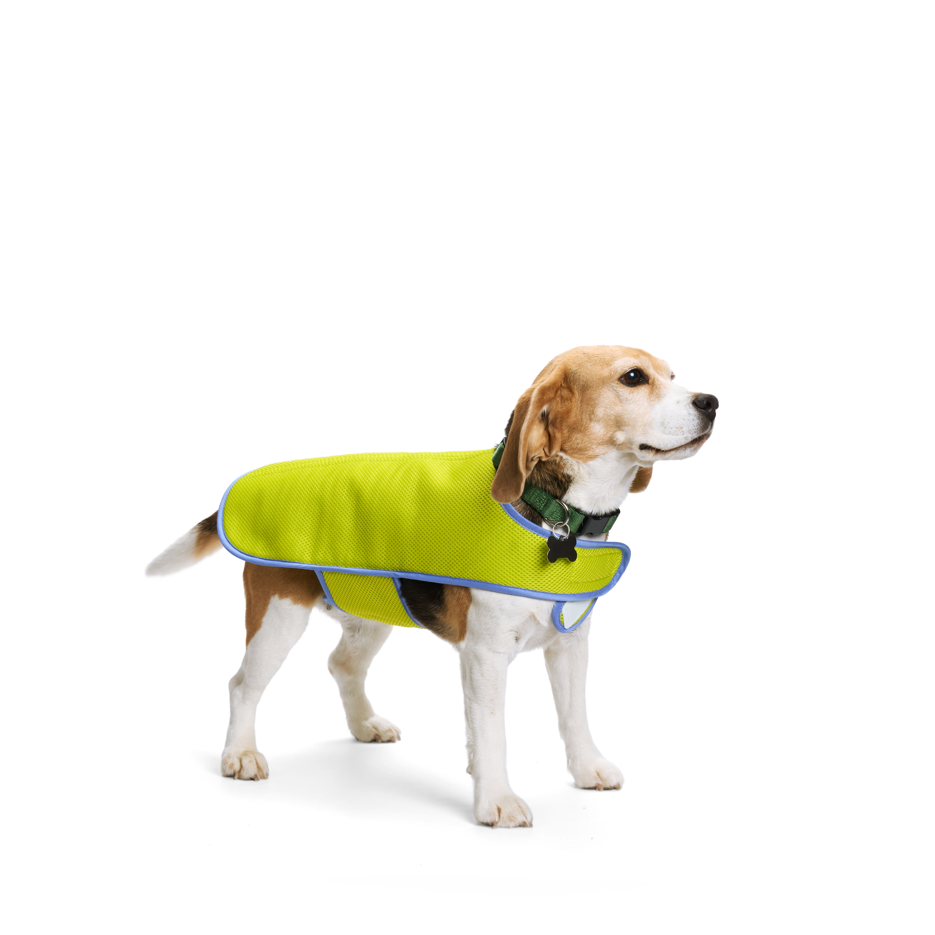 Service dog in 2024 training vest petco