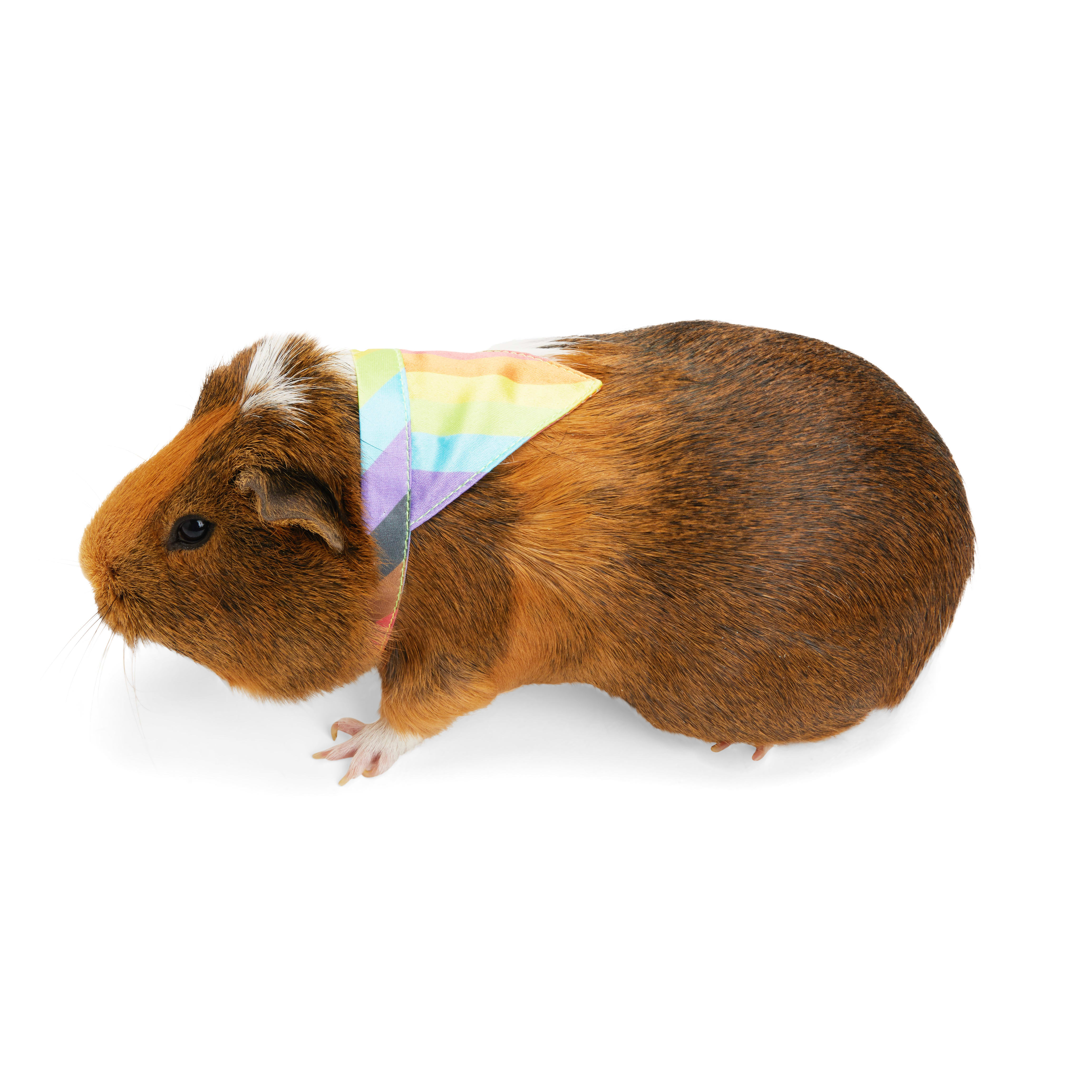 Guinea pig 2025 leash petco