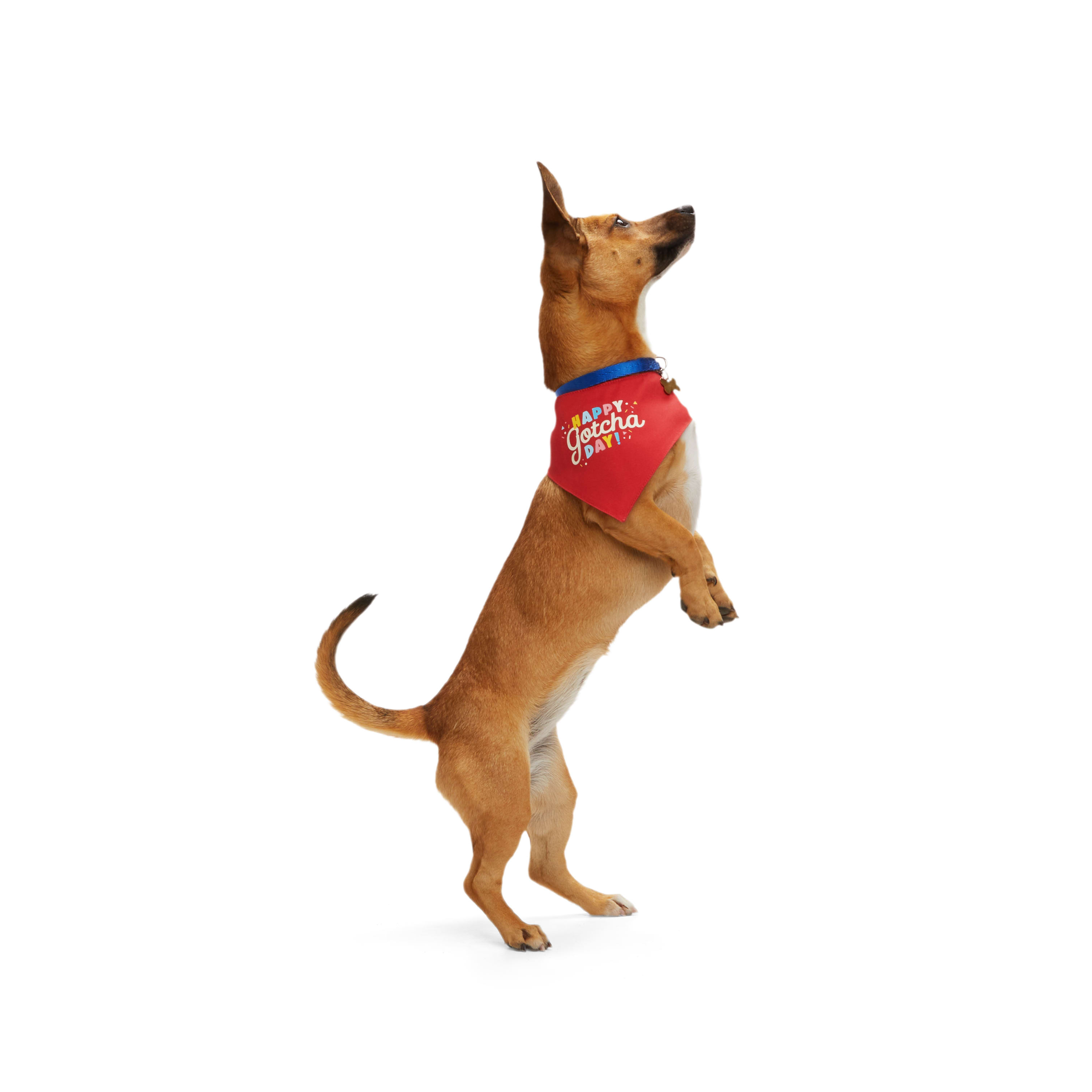 Adopt me 2024 bandana petco