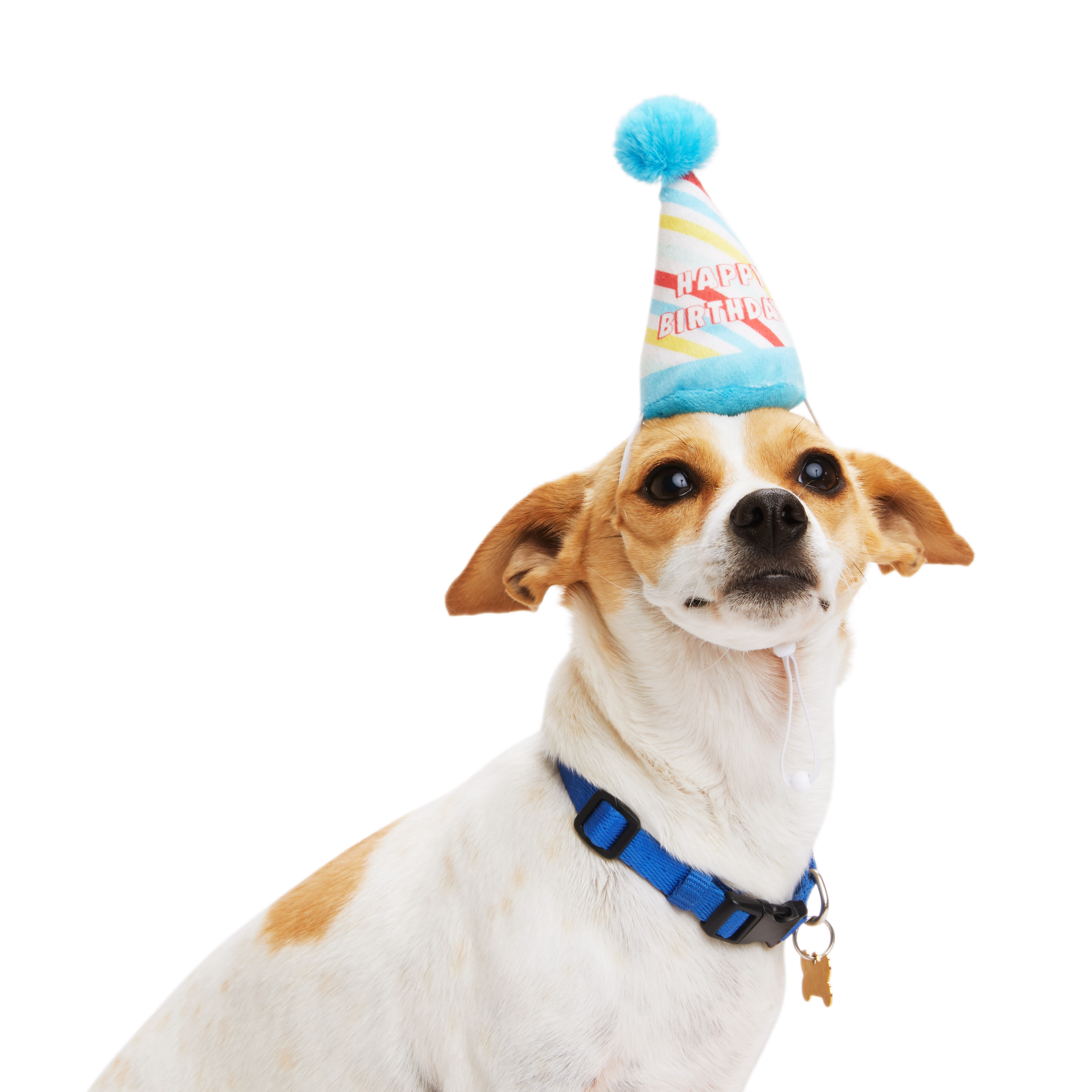 Petco dog outlet birthday