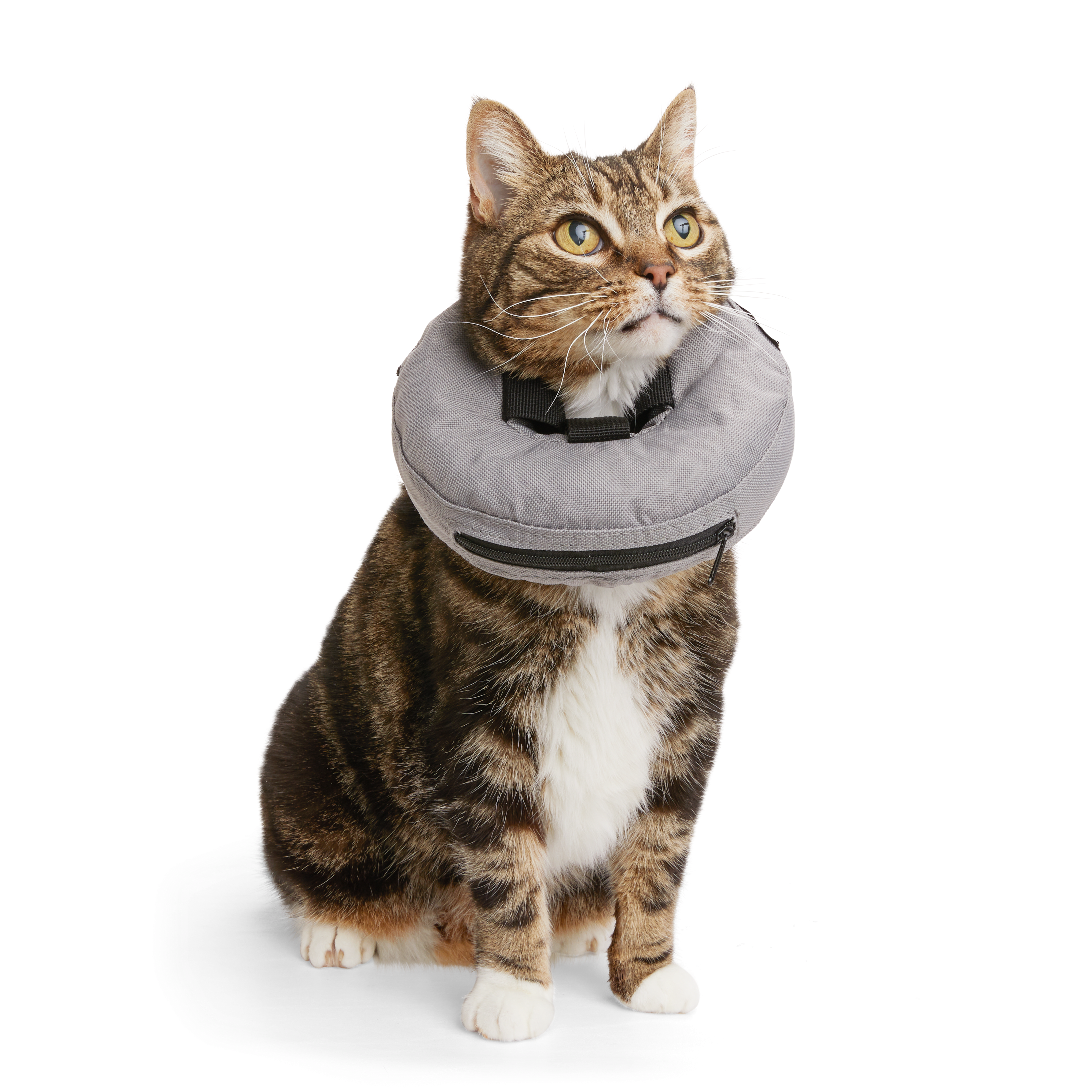 Well Good Inflatable Recovery Cat Collar Petco