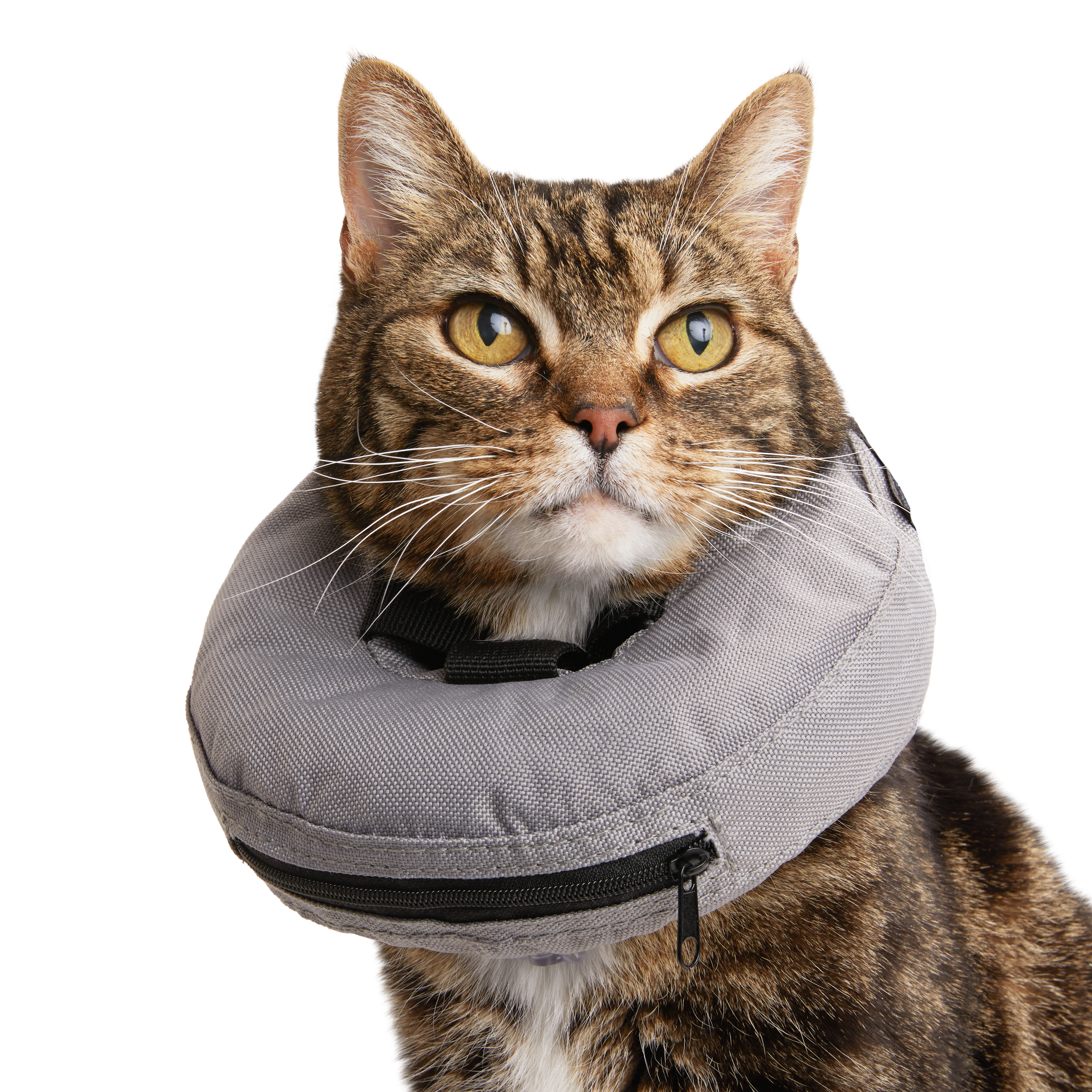 Cat cone 2025 collar petco