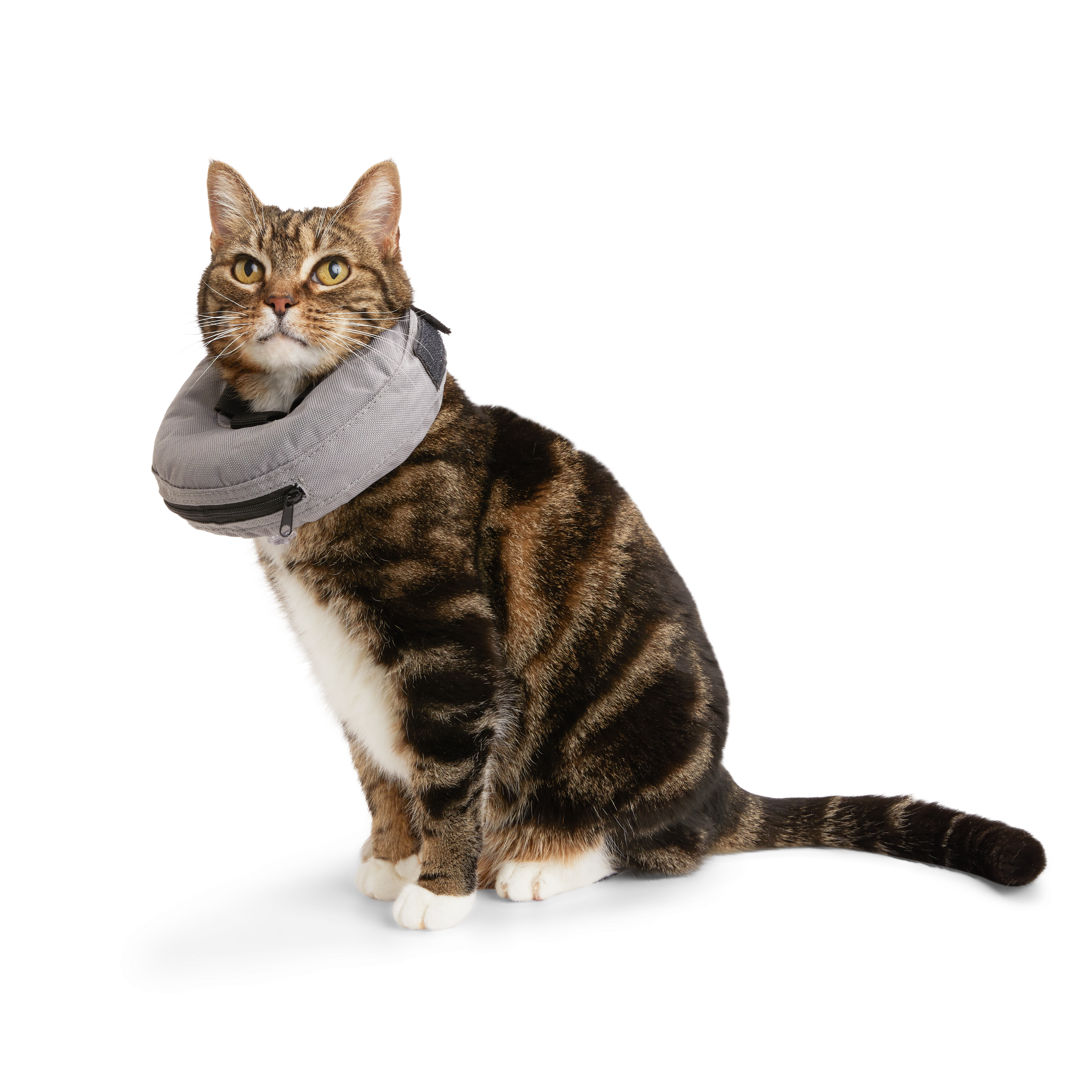 Cat discount medical collar