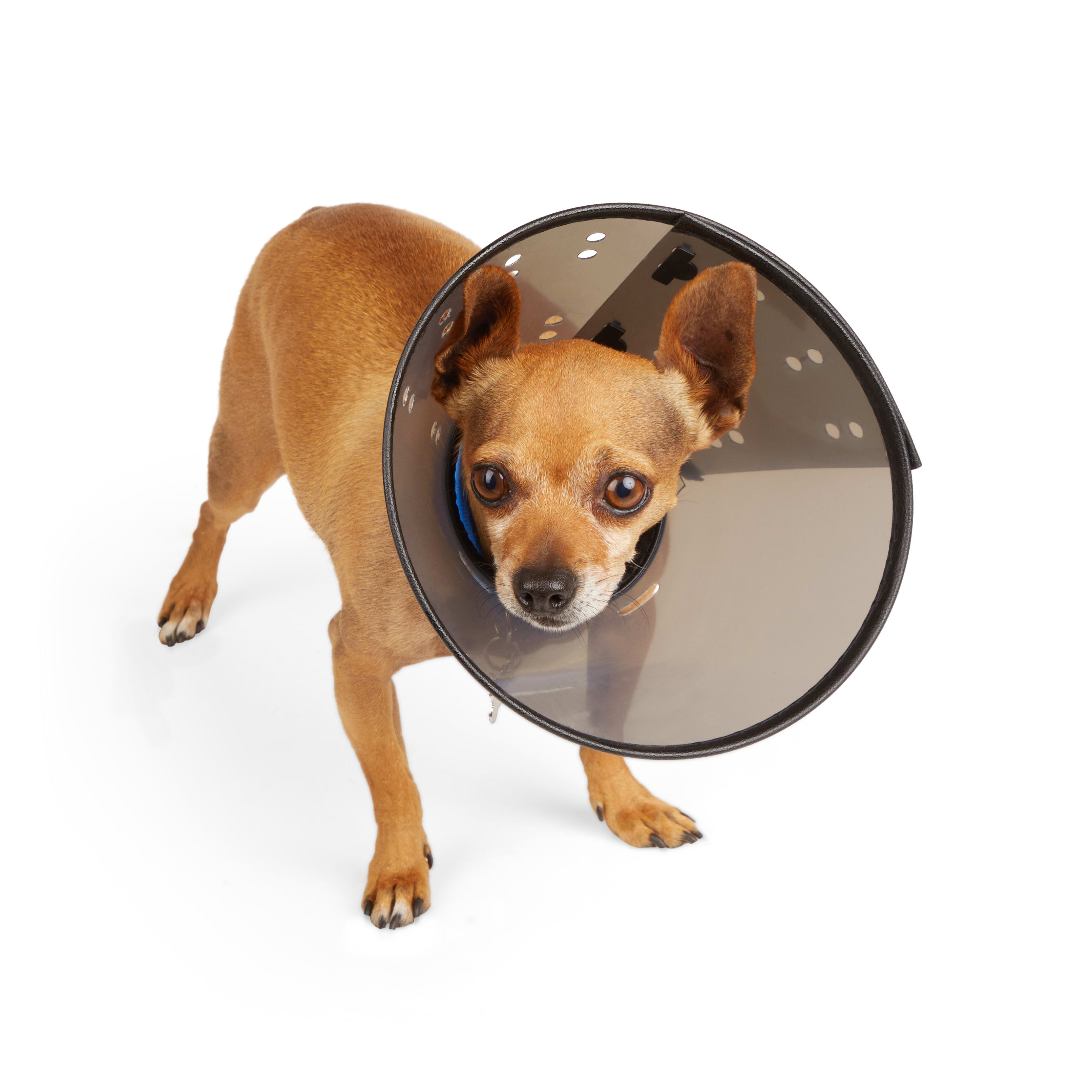 Well Good Recovery Cone Collar Small 7.25 12.25