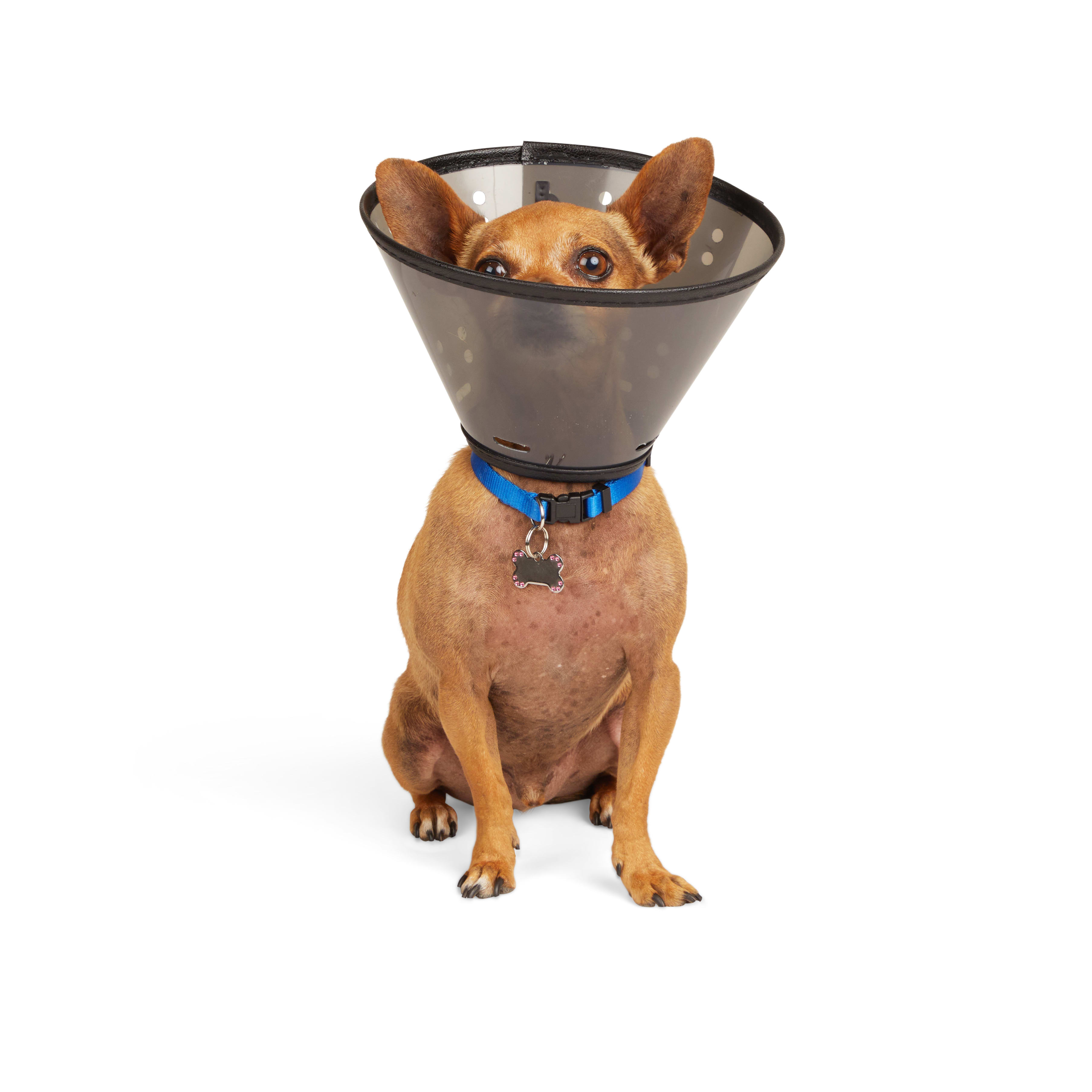 Dog cone hot sale collar petco