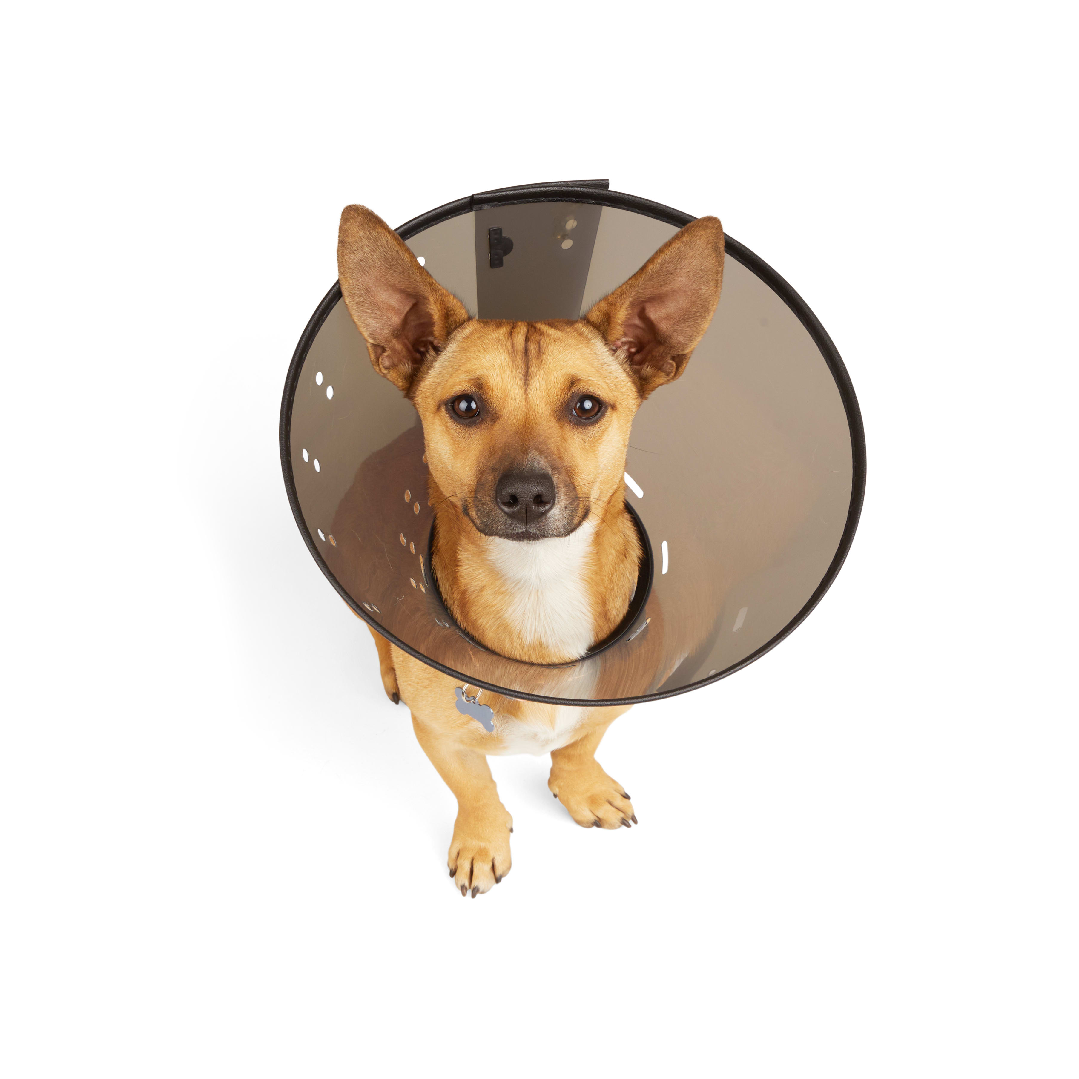 Well Good Recovery Cone Collar Small 7.25 12.25