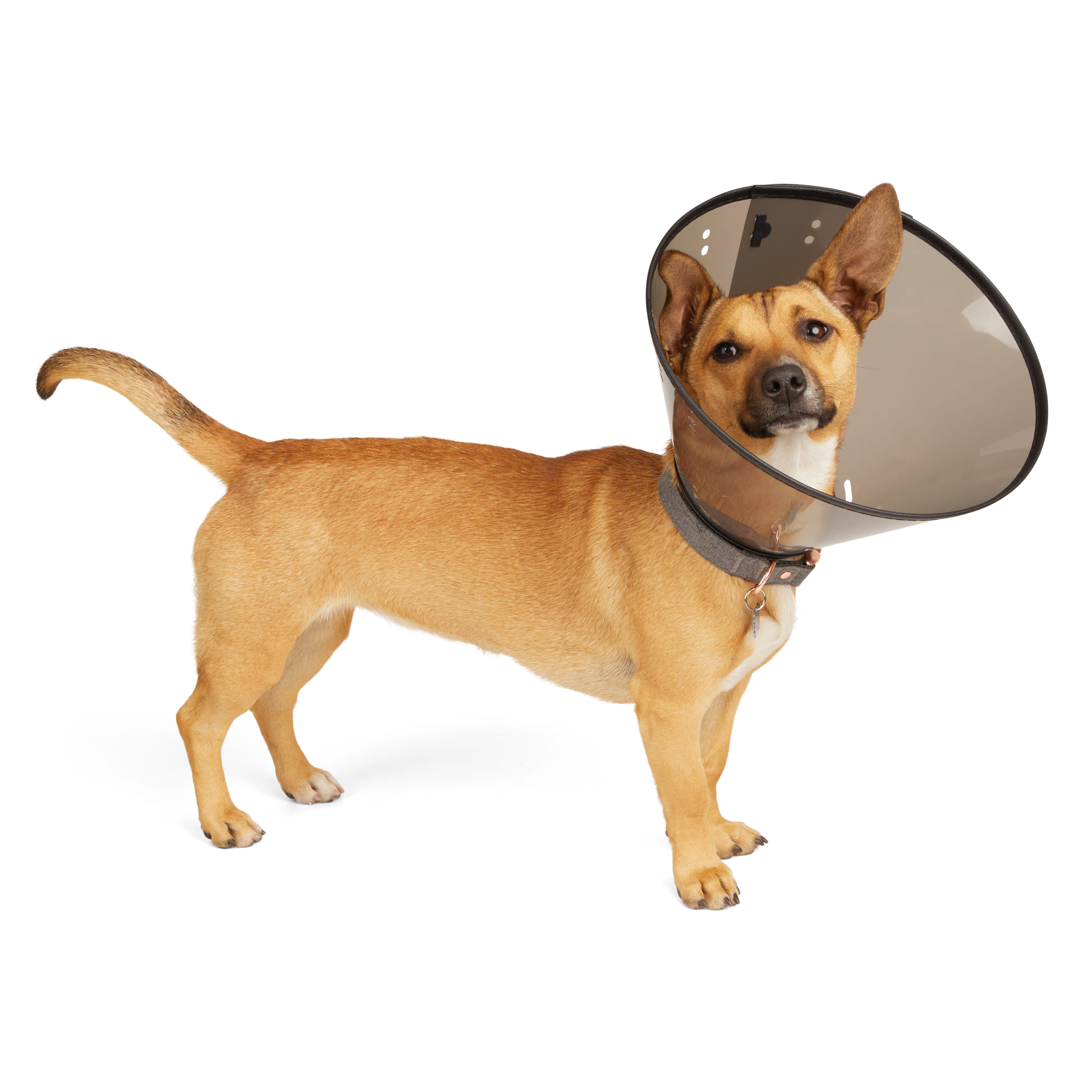 Well Good Recovery Cone Collar X Large 15.25 25 Petco