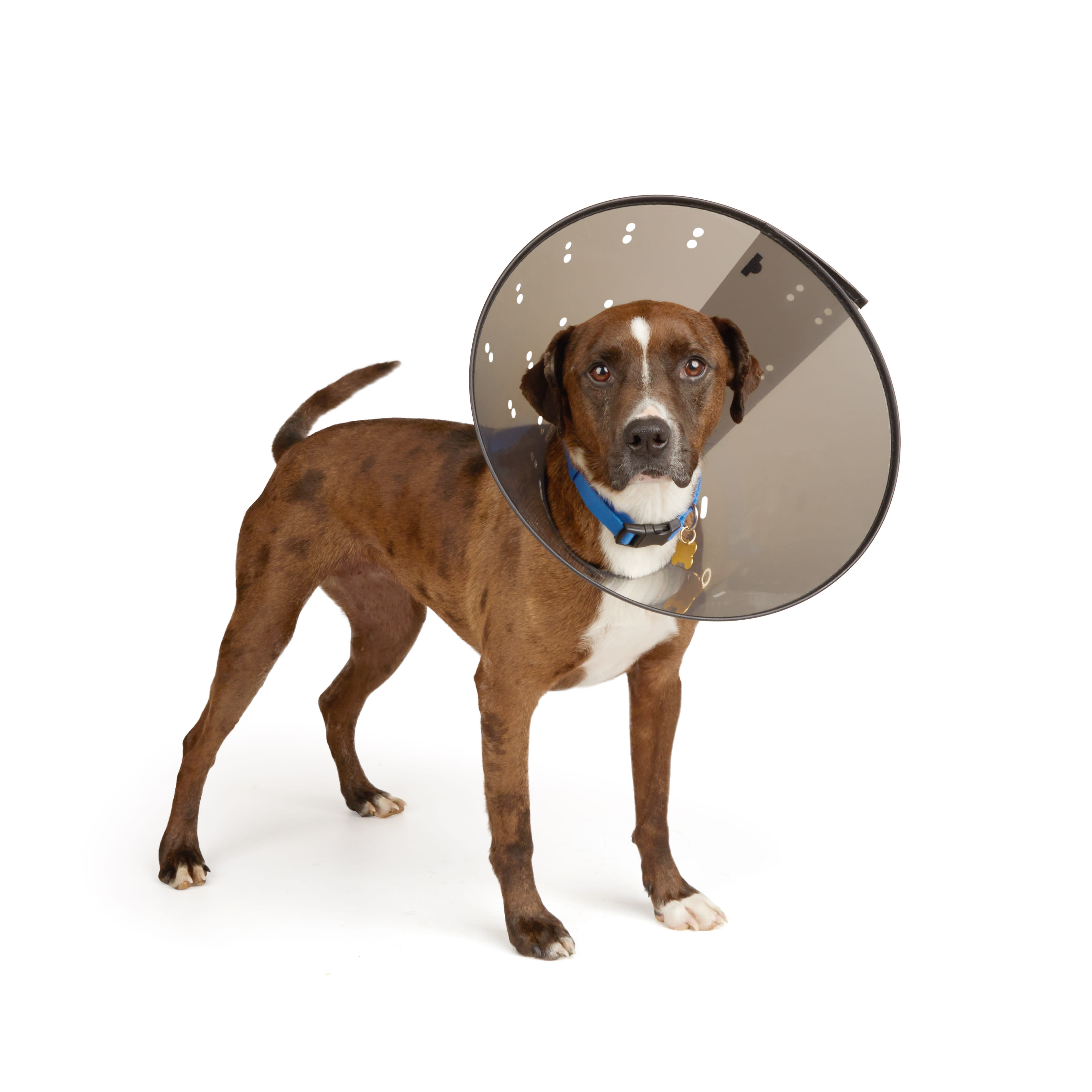 Well Good Recovery Cone Collar X Large 15.25 25