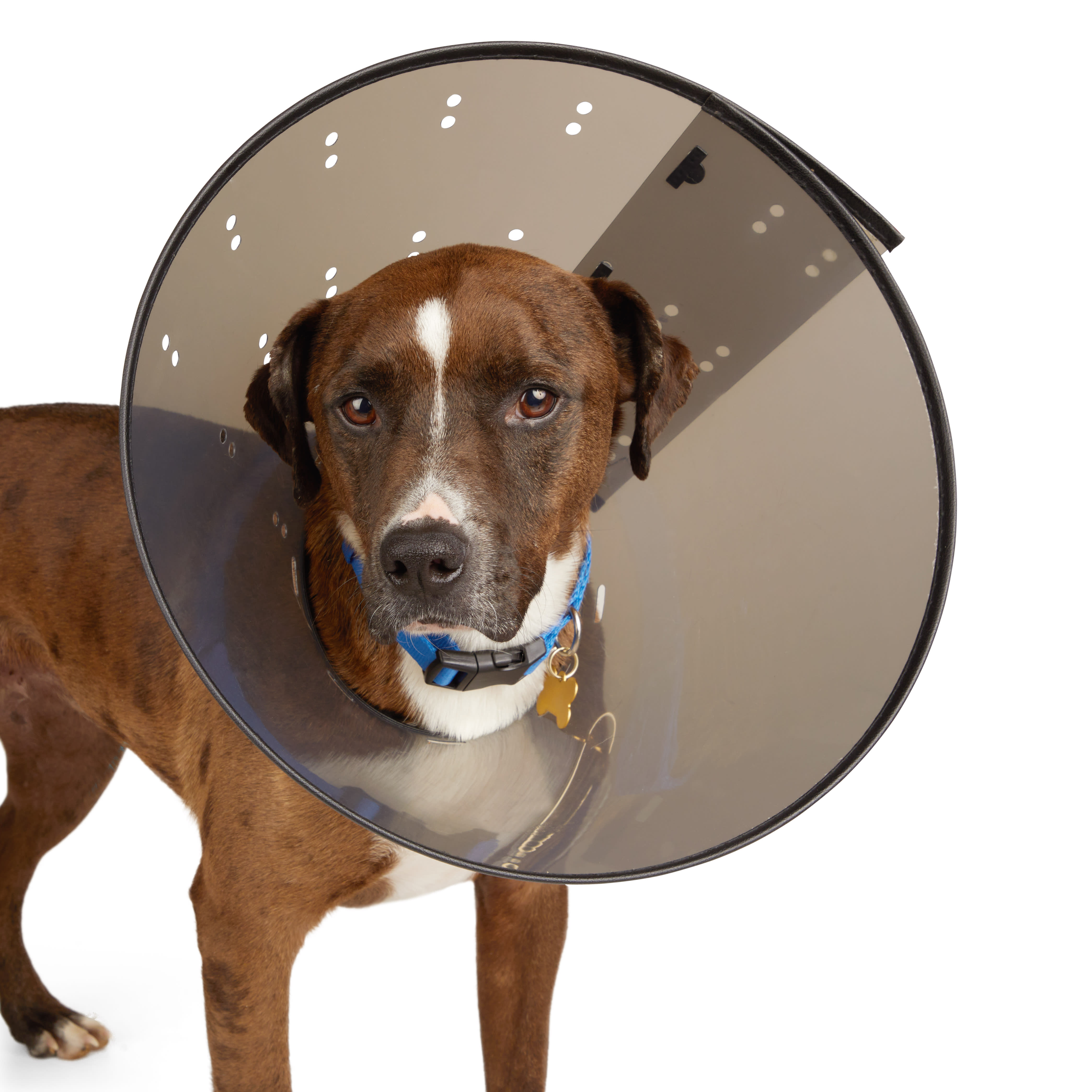 Well Good XL Dog Recovery Cone Collar with Padded Trim