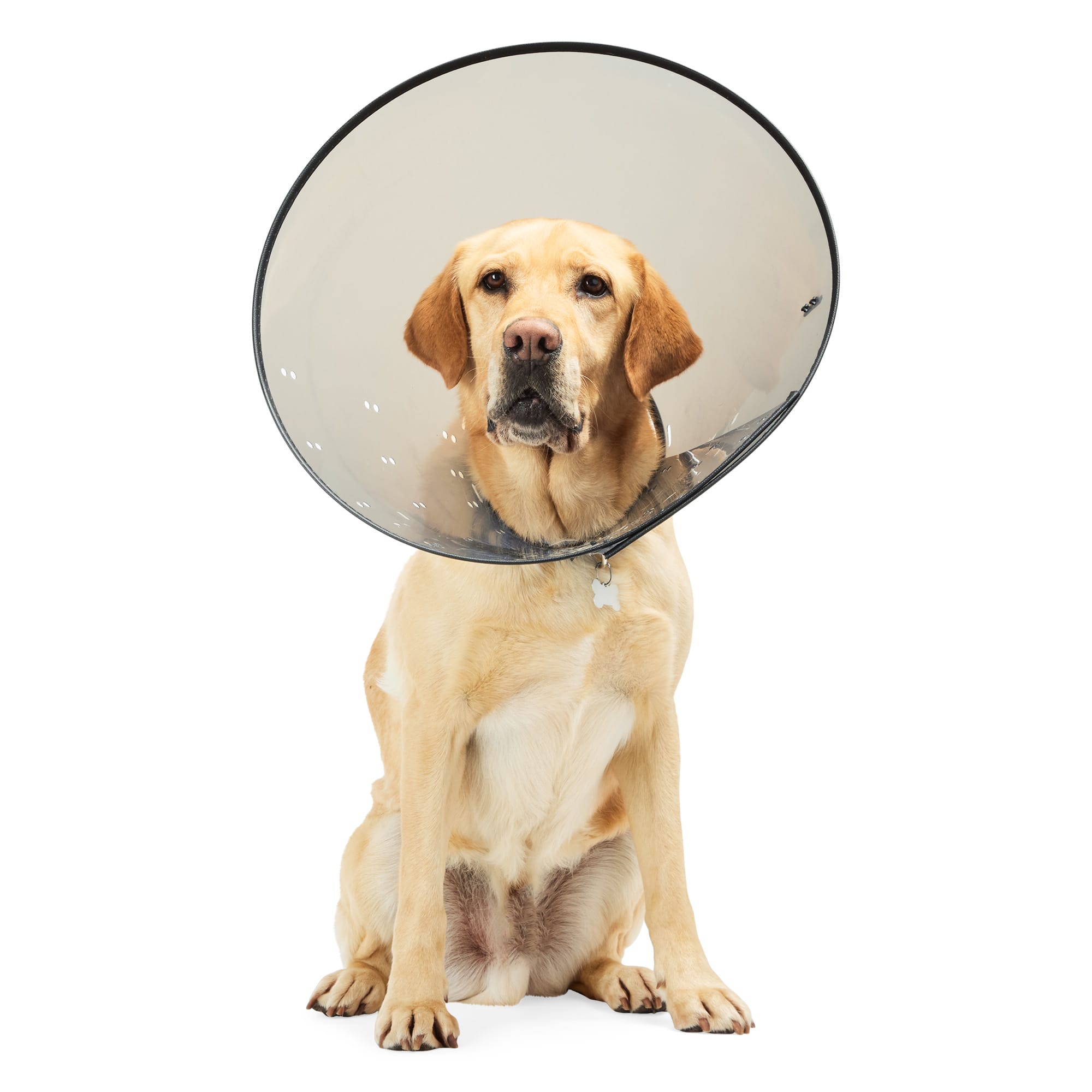 Well Good Recovery Cone Collar Large 12.25 21